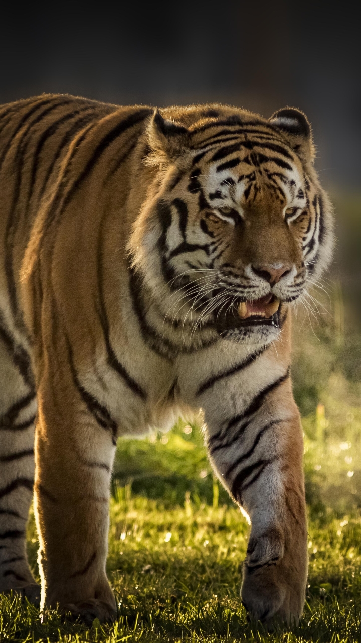 Descarga gratuita de fondo de pantalla para móvil de Animales, Gatos, Tigre.