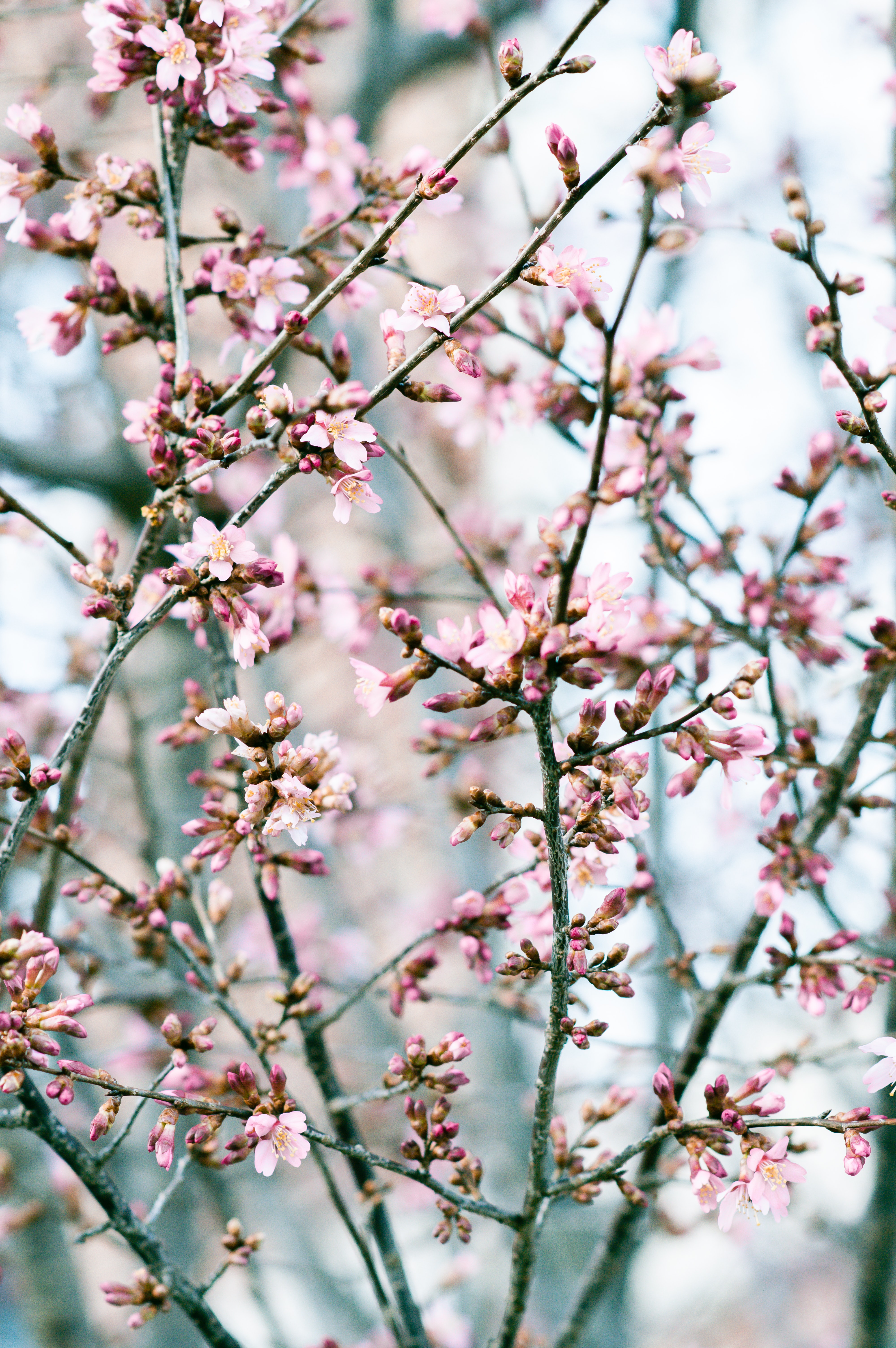 Download mobile wallpaper Pink, Petals, Bloom, Flowering, Flowers, Spring for free.