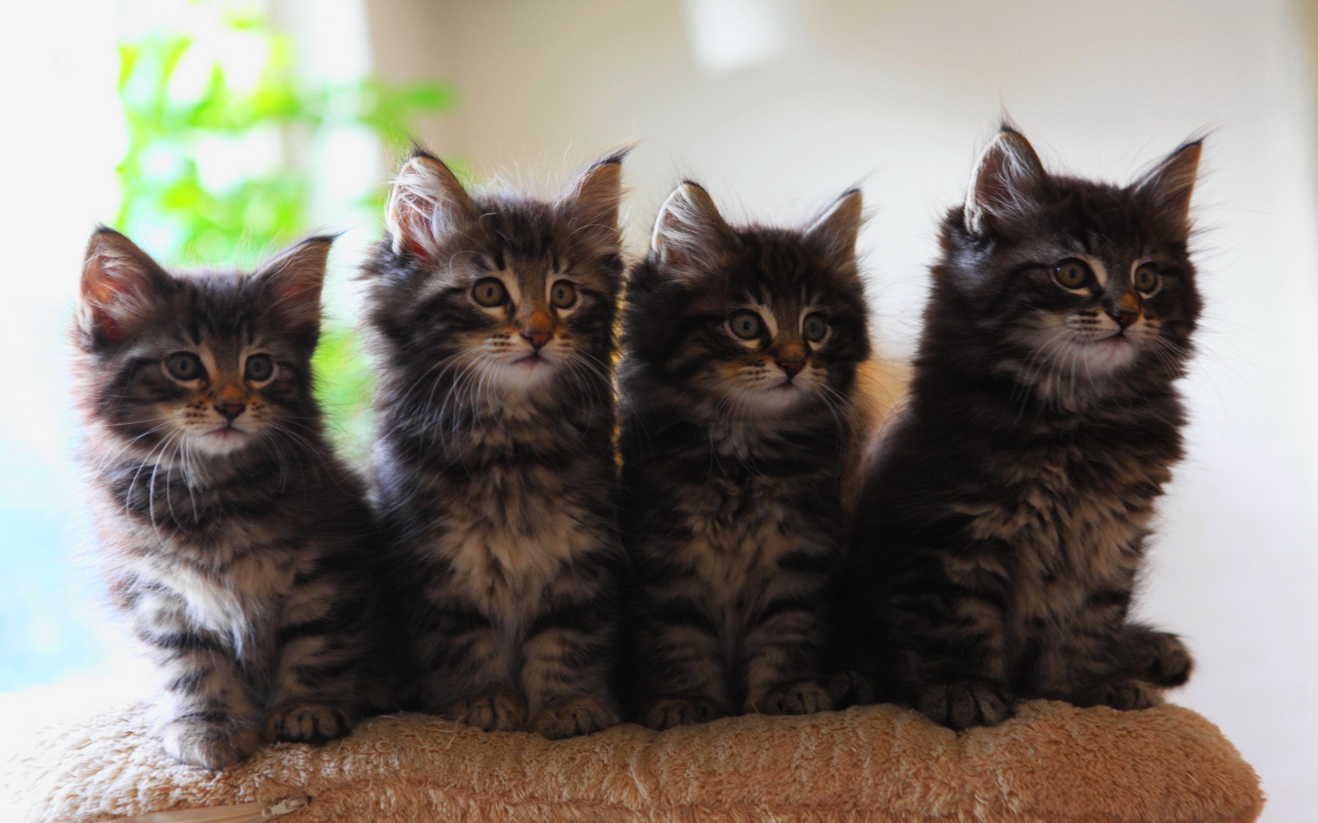 Baixe gratuitamente a imagem Gato, Gatos, Animais na área de trabalho do seu PC