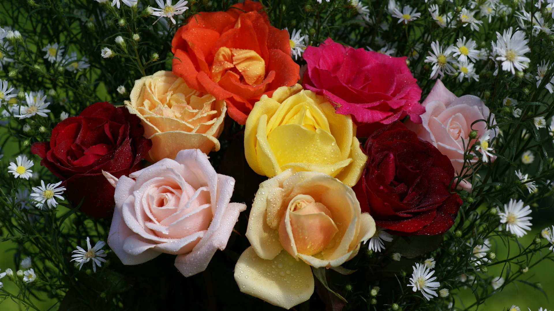 Téléchargez des papiers peints mobile Roses, Plantes, Fleurs gratuitement.