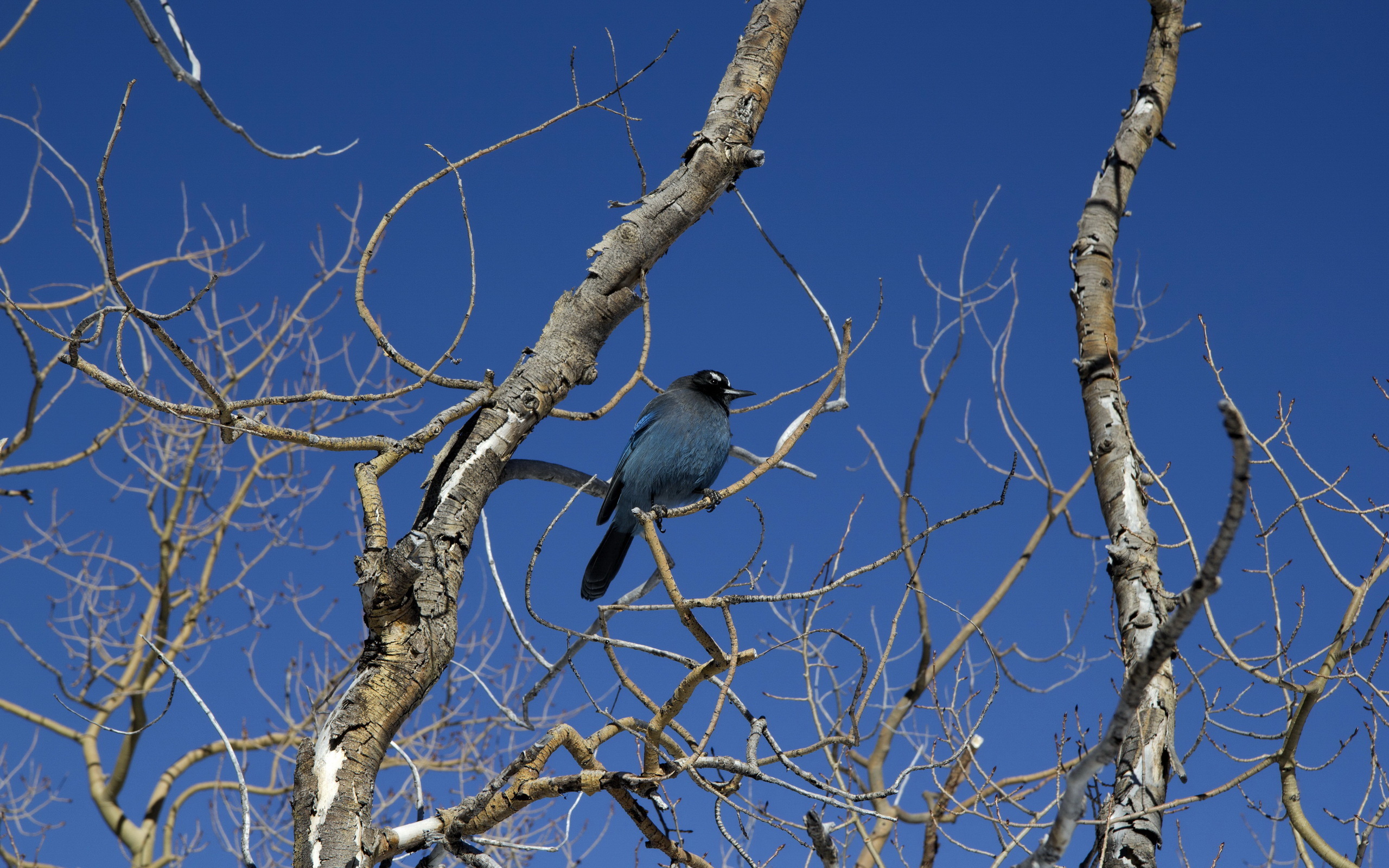 Free download wallpaper Bird, Animal on your PC desktop