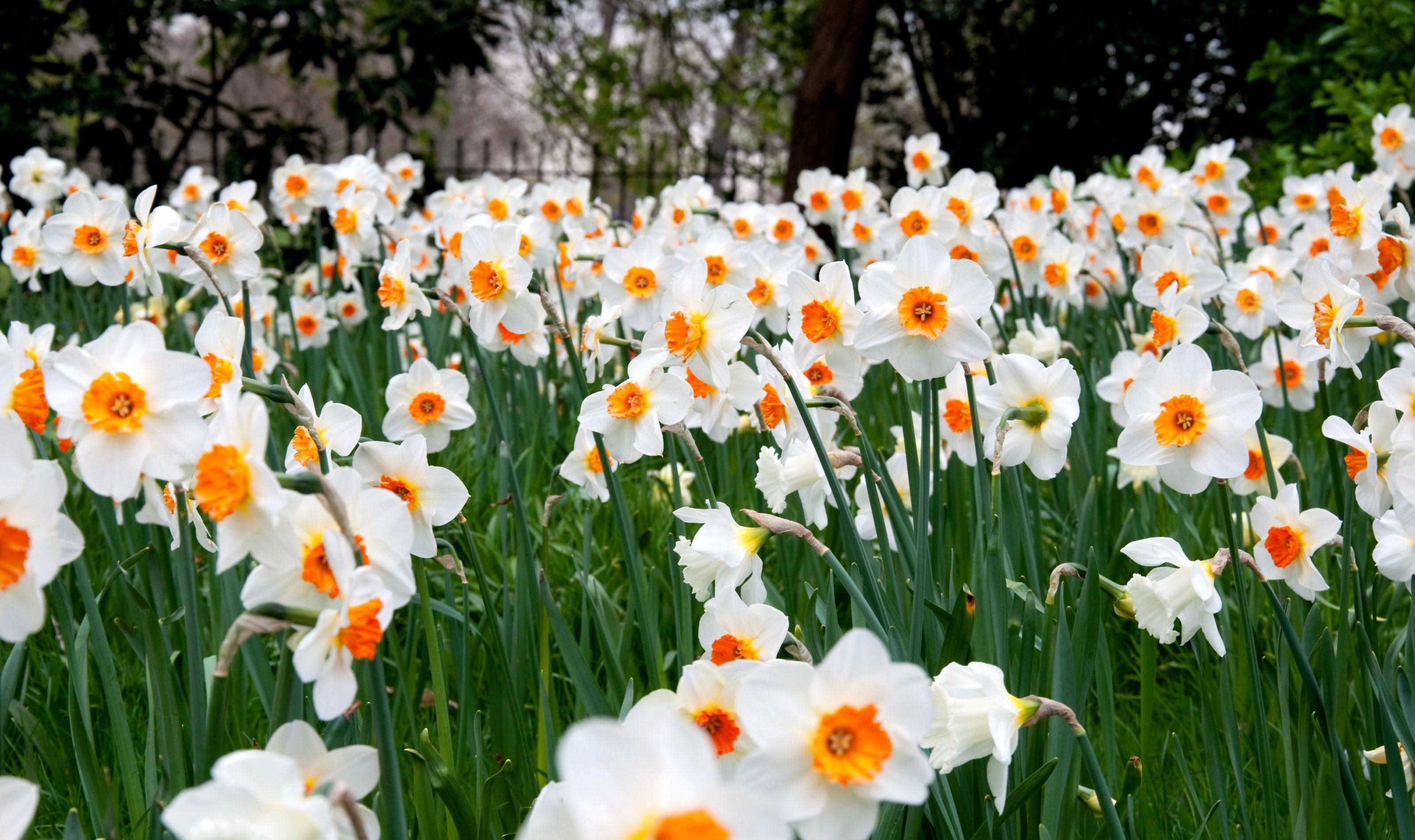 Free download wallpaper Flowers, Narcissussi, Greens, Lawn, Spring on your PC desktop