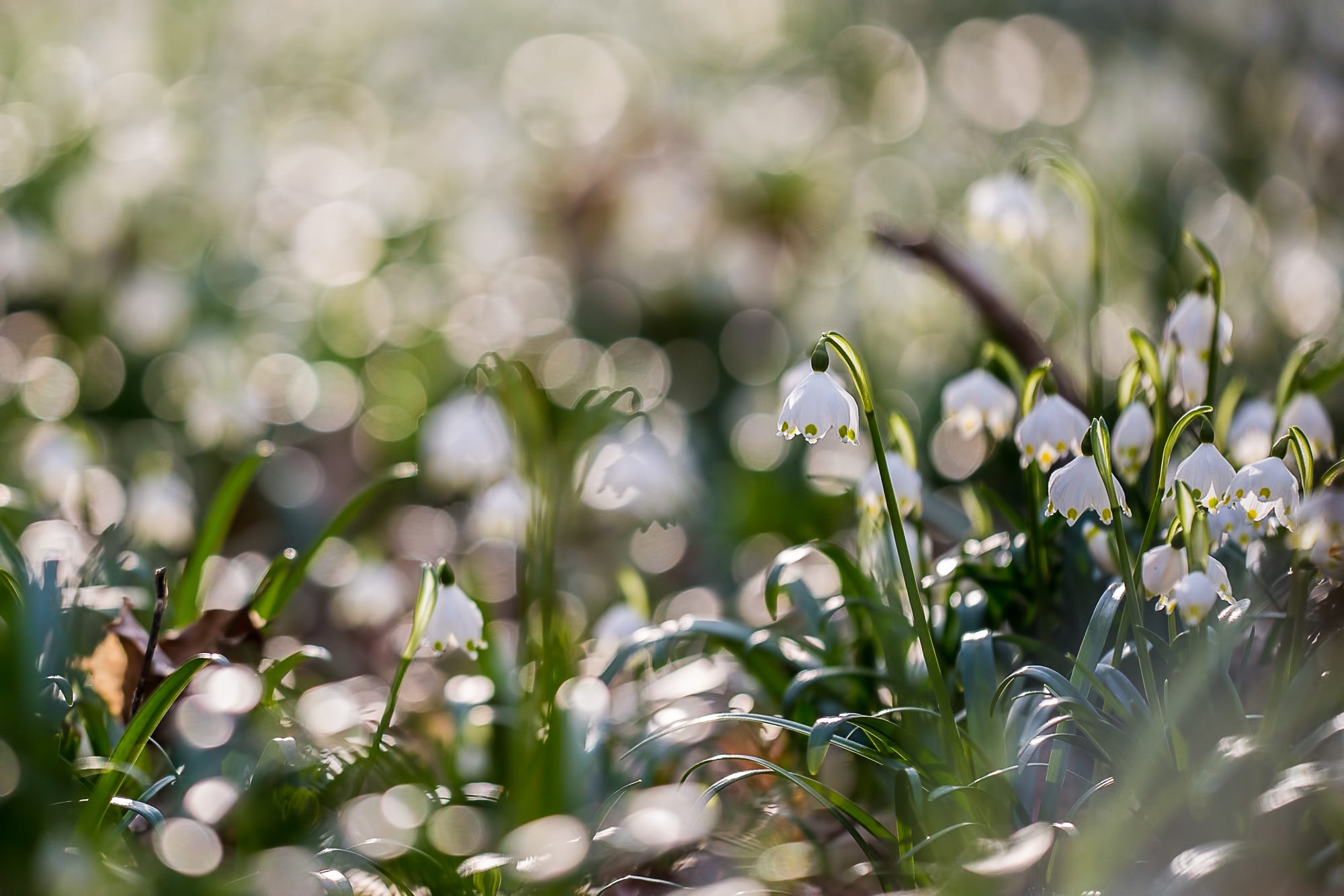 Download mobile wallpaper Flowers, Earth, Snowdrop, White Flower for free.
