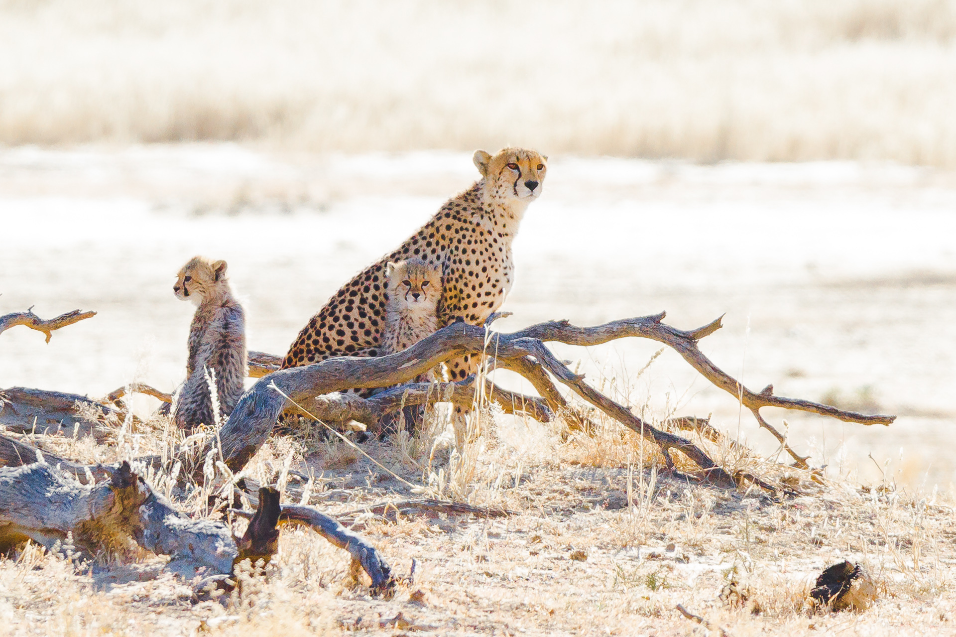 Free download wallpaper Cats, Cheetah, Animal, Baby Animal, Cub on your PC desktop