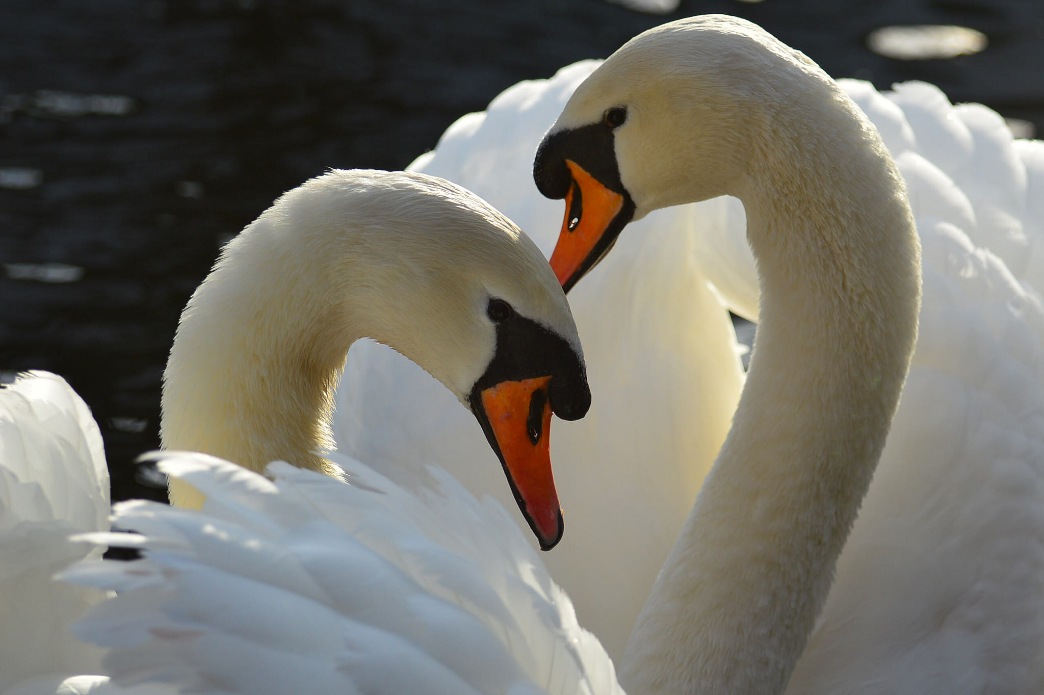 Free download wallpaper Birds, Love, Bird, Couple, Animal, Swan, Mute Swan on your PC desktop