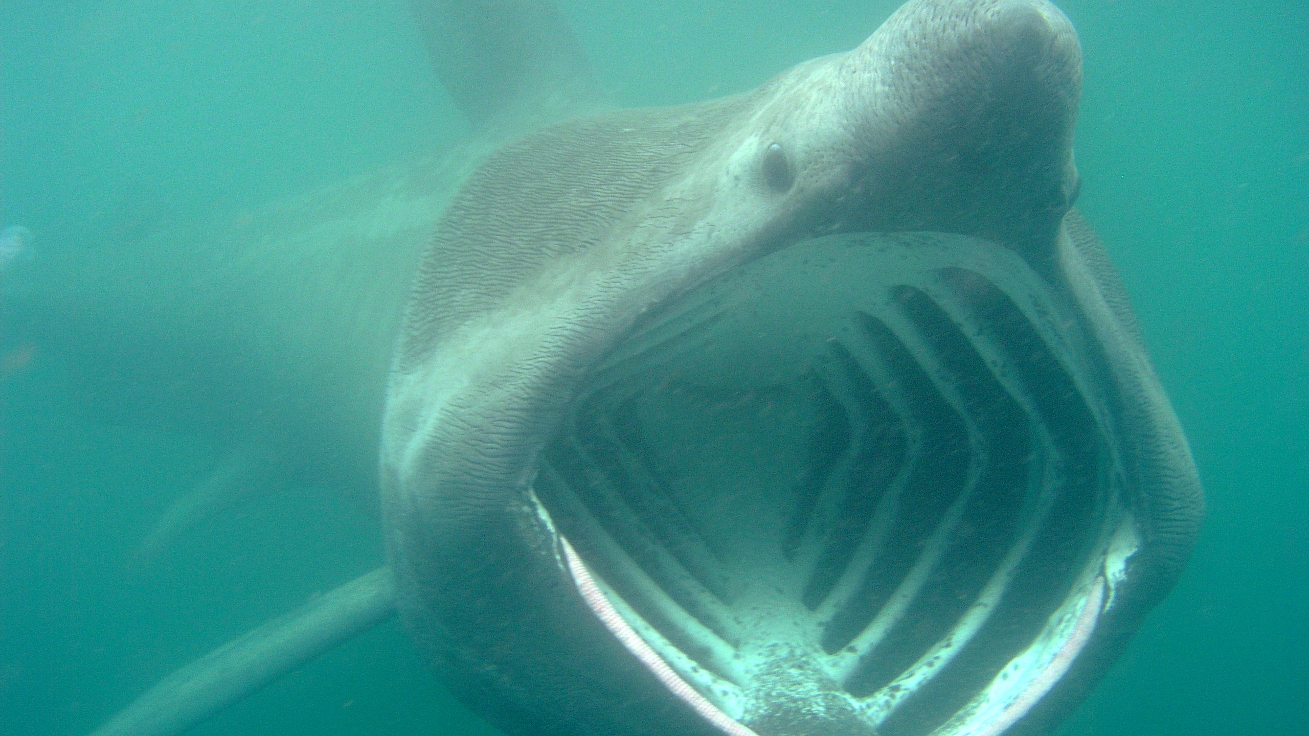 635022 скачать обои животные, китовая акула - заставки и картинки бесплатно