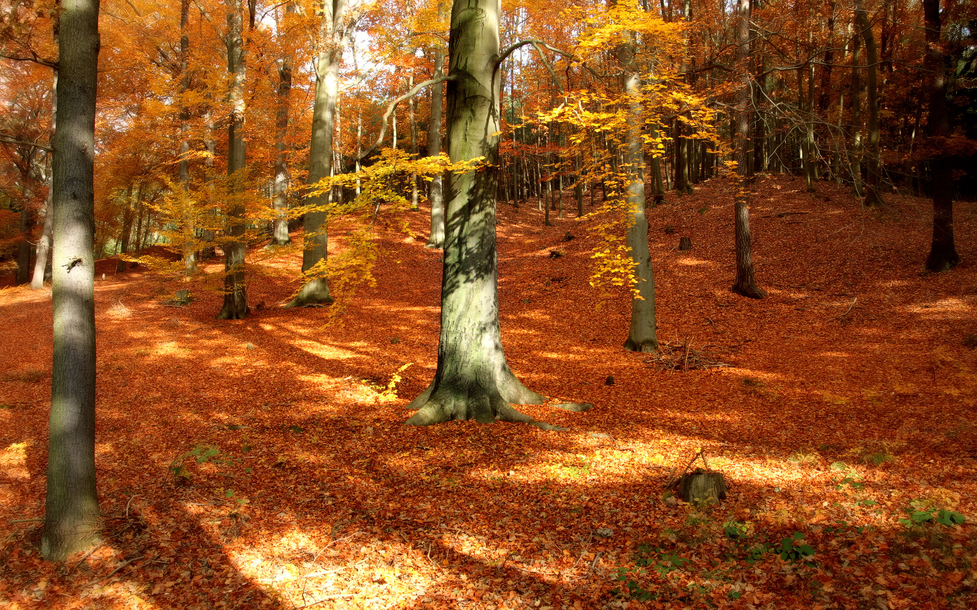 Download mobile wallpaper Fall, Earth for free.