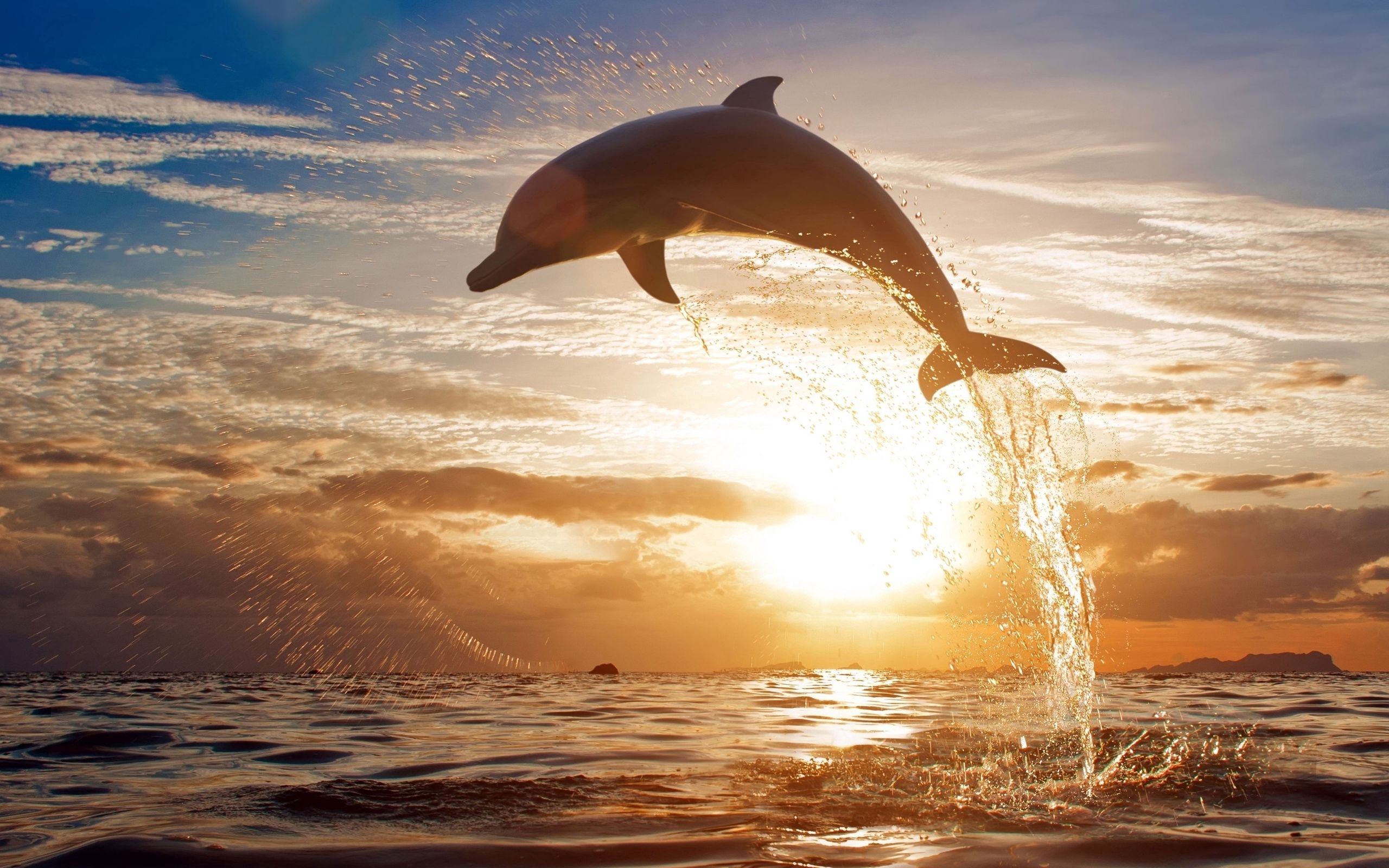 Full HD animals, sunset, sea, bounce, jump, dolphin