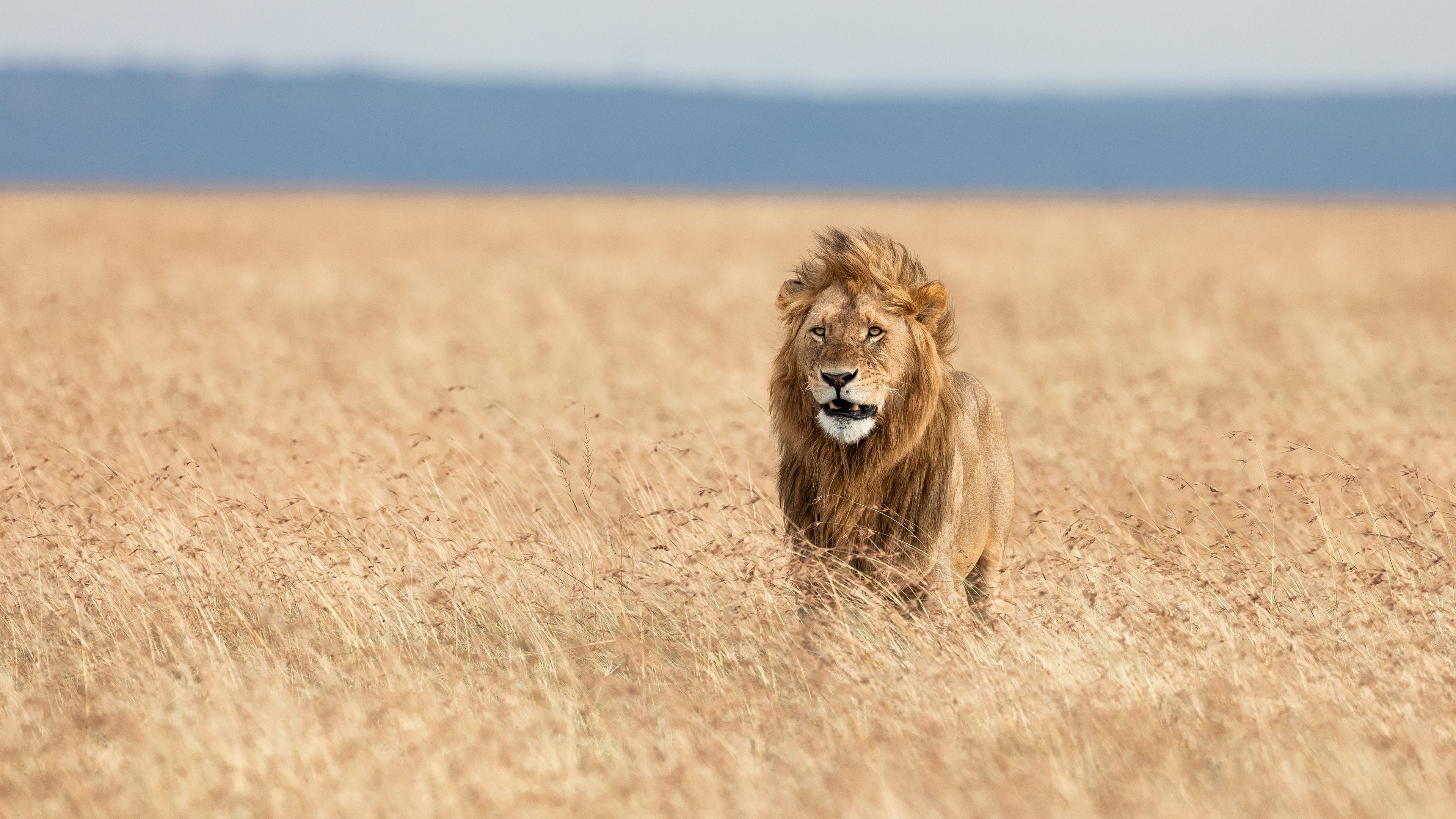 Download mobile wallpaper Cats, Lion, Animal, Depth Of Field for free.