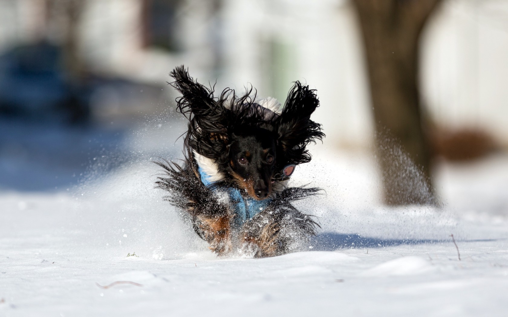 PCデスクトップに犬, 動物画像を無料でダウンロード