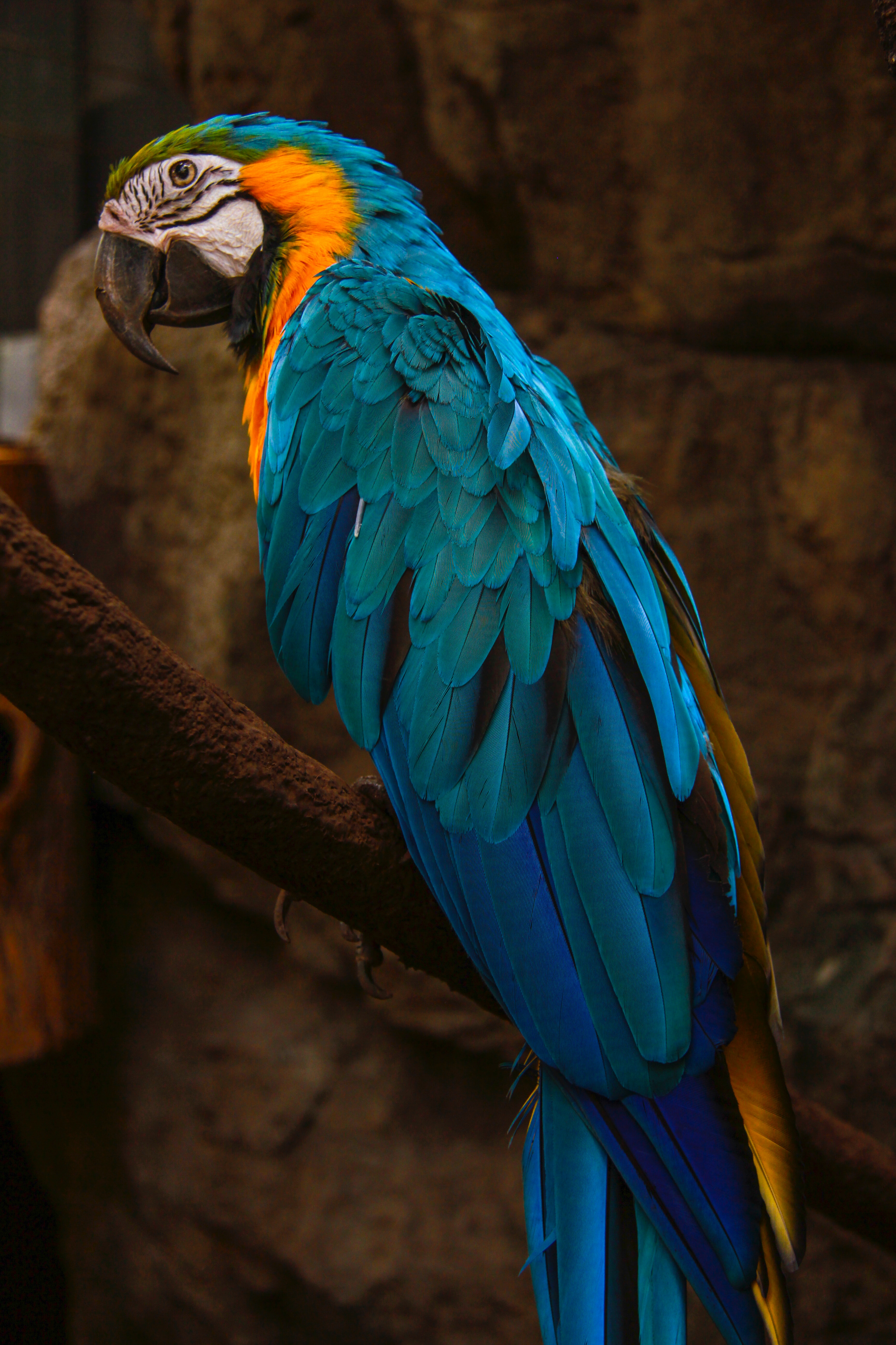 bird, parrots, macaw, animals, blue cellphone