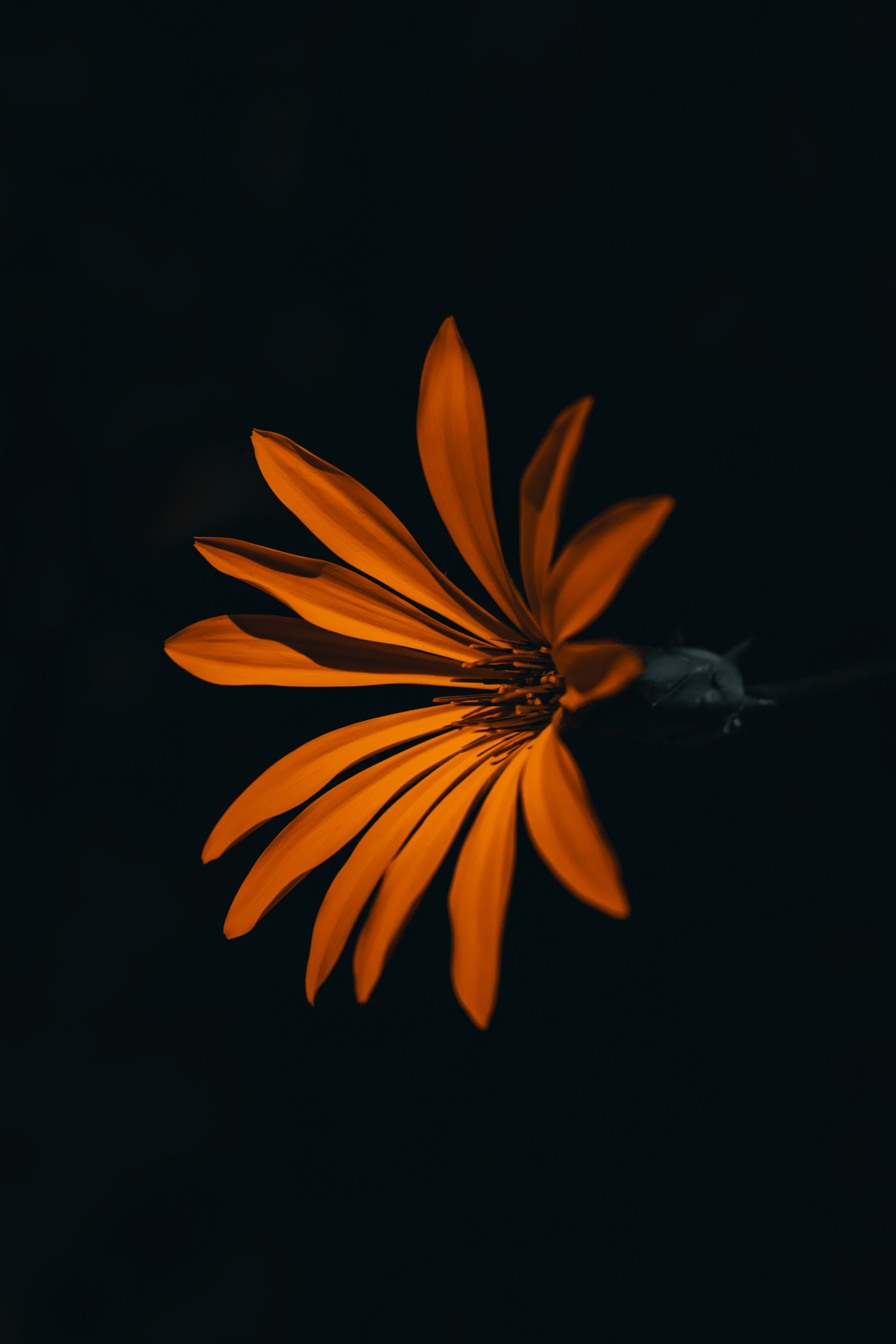 petals, flowers, orange, flower, dark