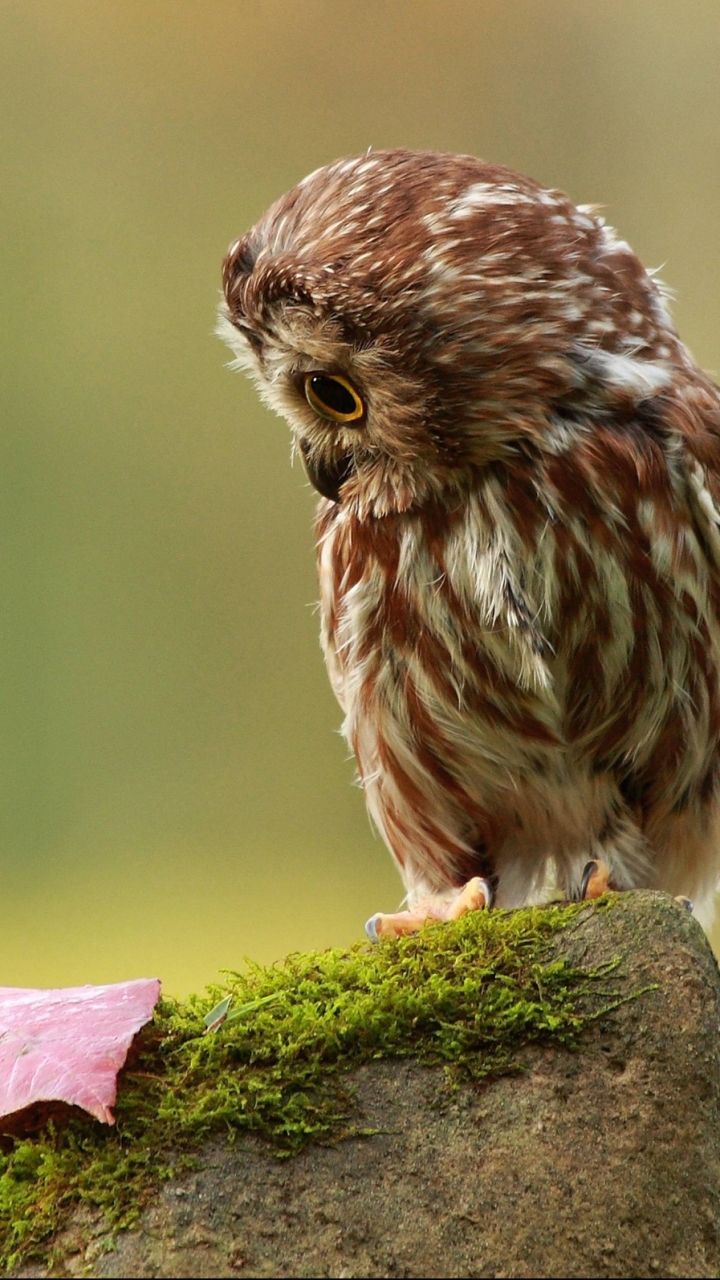 Download mobile wallpaper Birds, Owl, Animal for free.