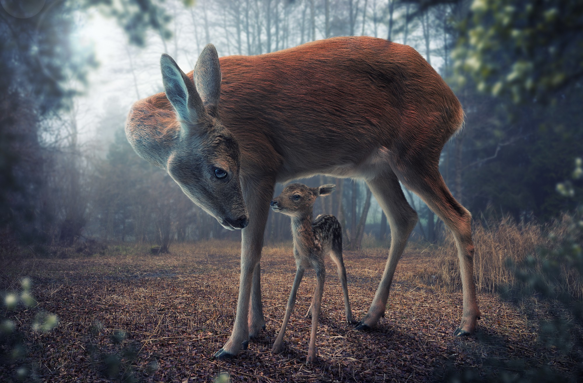 Laden Sie das Tiere, Hirsch-Bild kostenlos auf Ihren PC-Desktop herunter