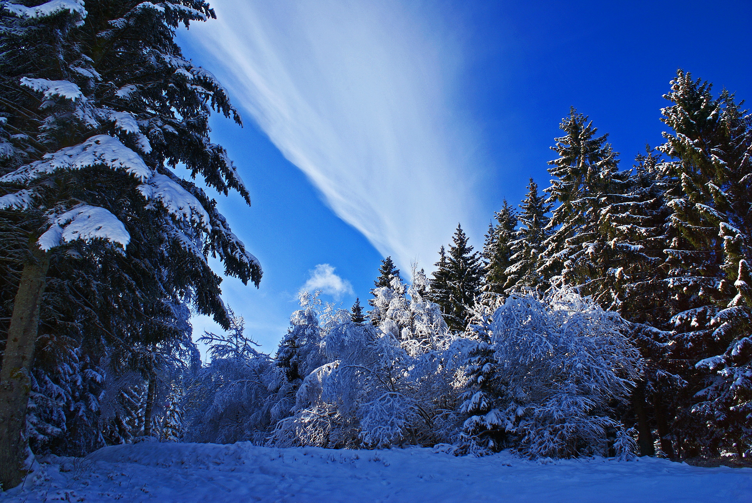 Download mobile wallpaper Winter, Pine, Snow, Forest, Tree, Earth for free.