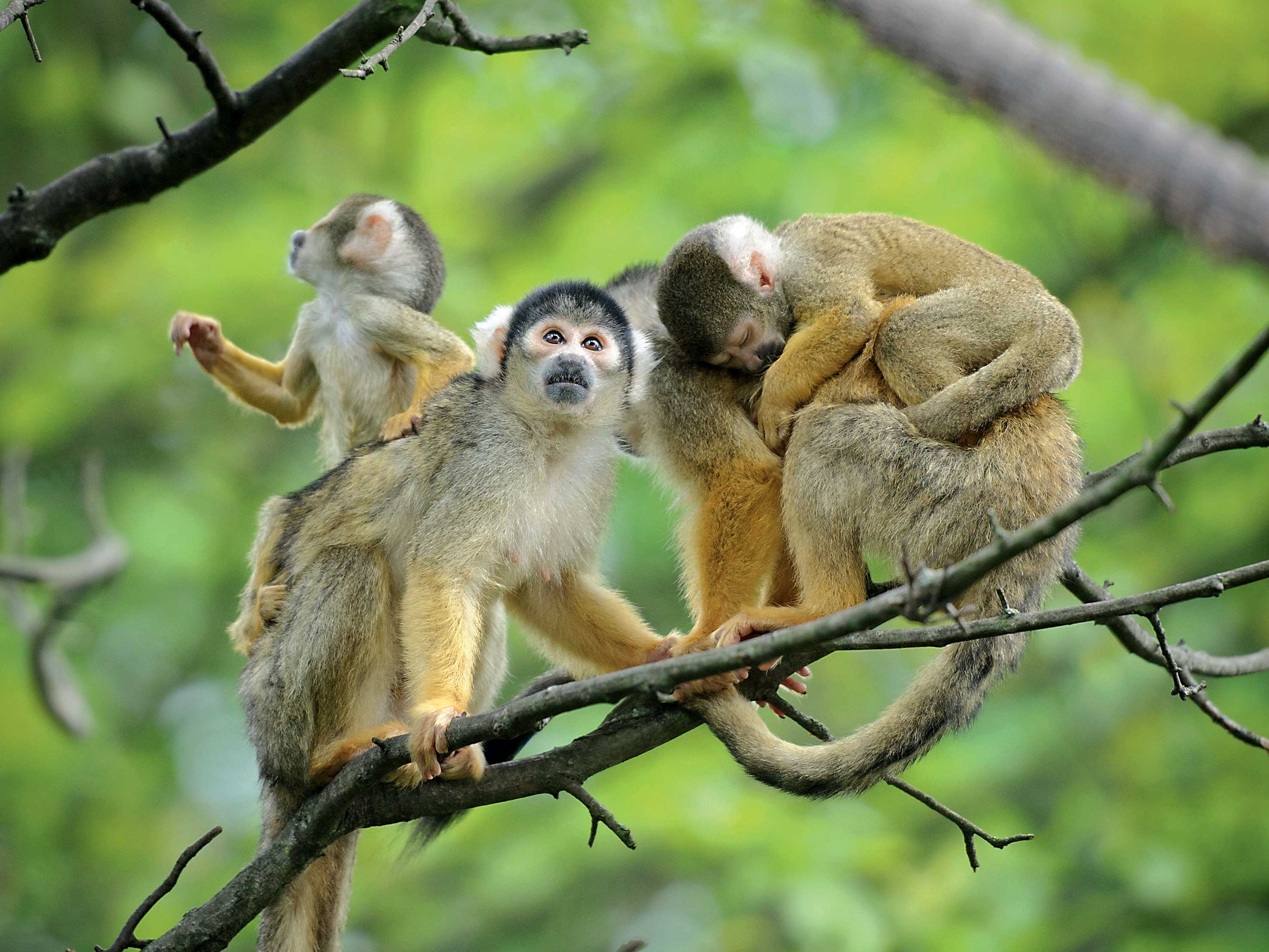 Free download wallpaper Monkeys, Branch, Monkey, Animal, Squirrel Monkey on your PC desktop