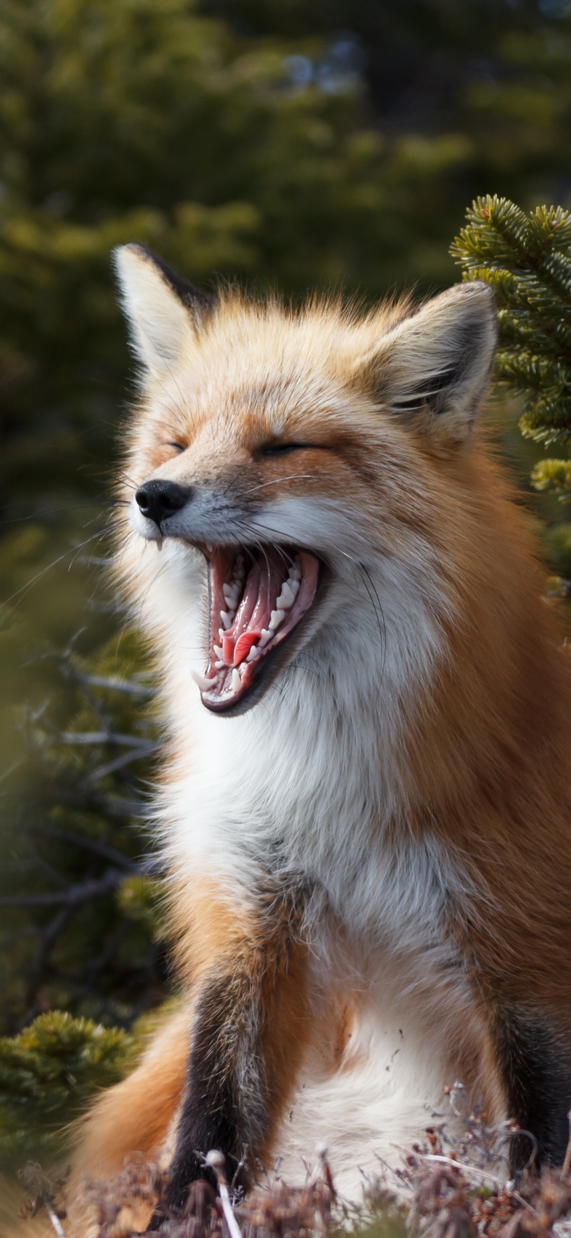 Download mobile wallpaper Fox, Animal for free.