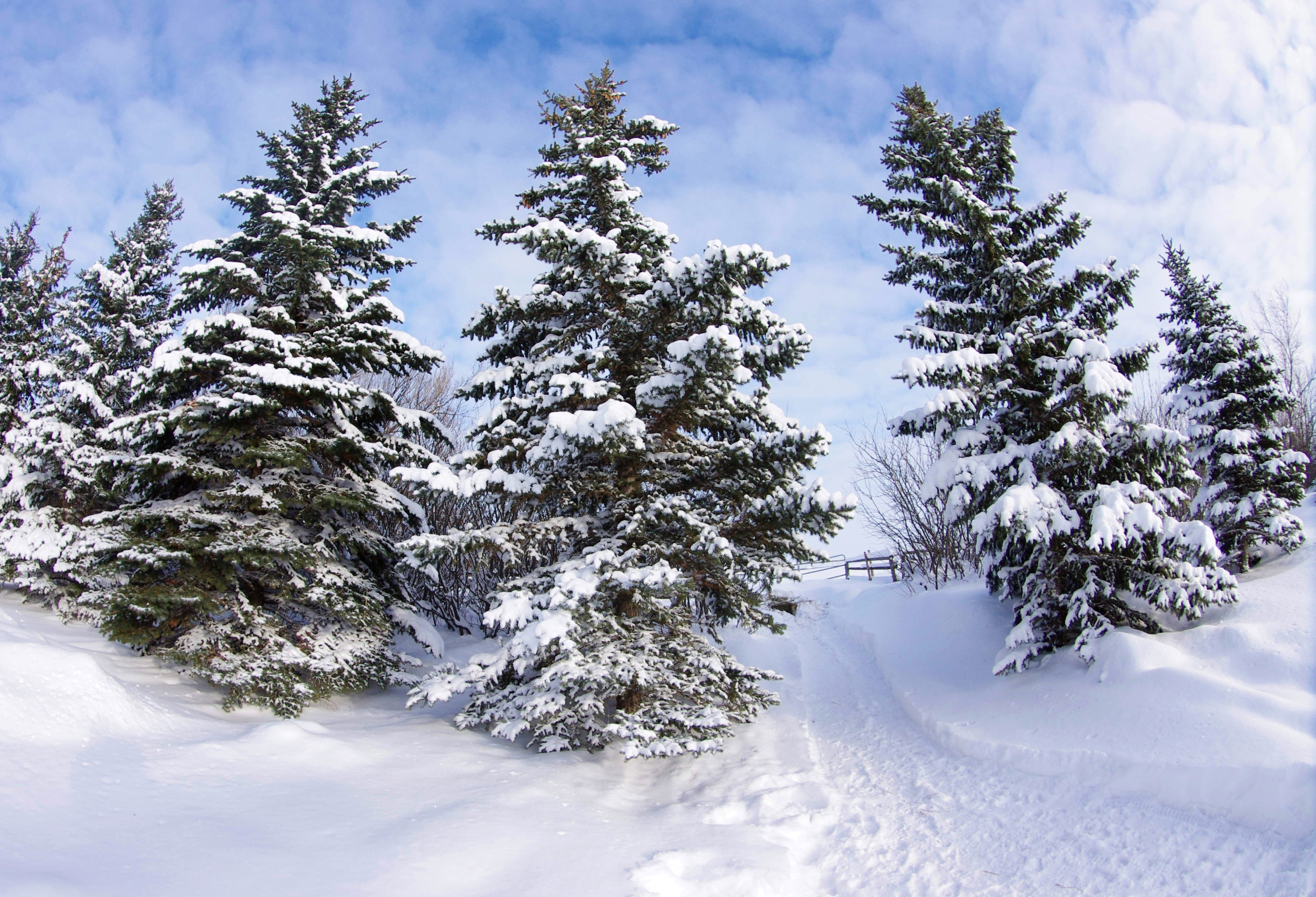 Descarga gratis la imagen Invierno, Nieve, Bosque, Árbol, Tierra/naturaleza en el escritorio de tu PC