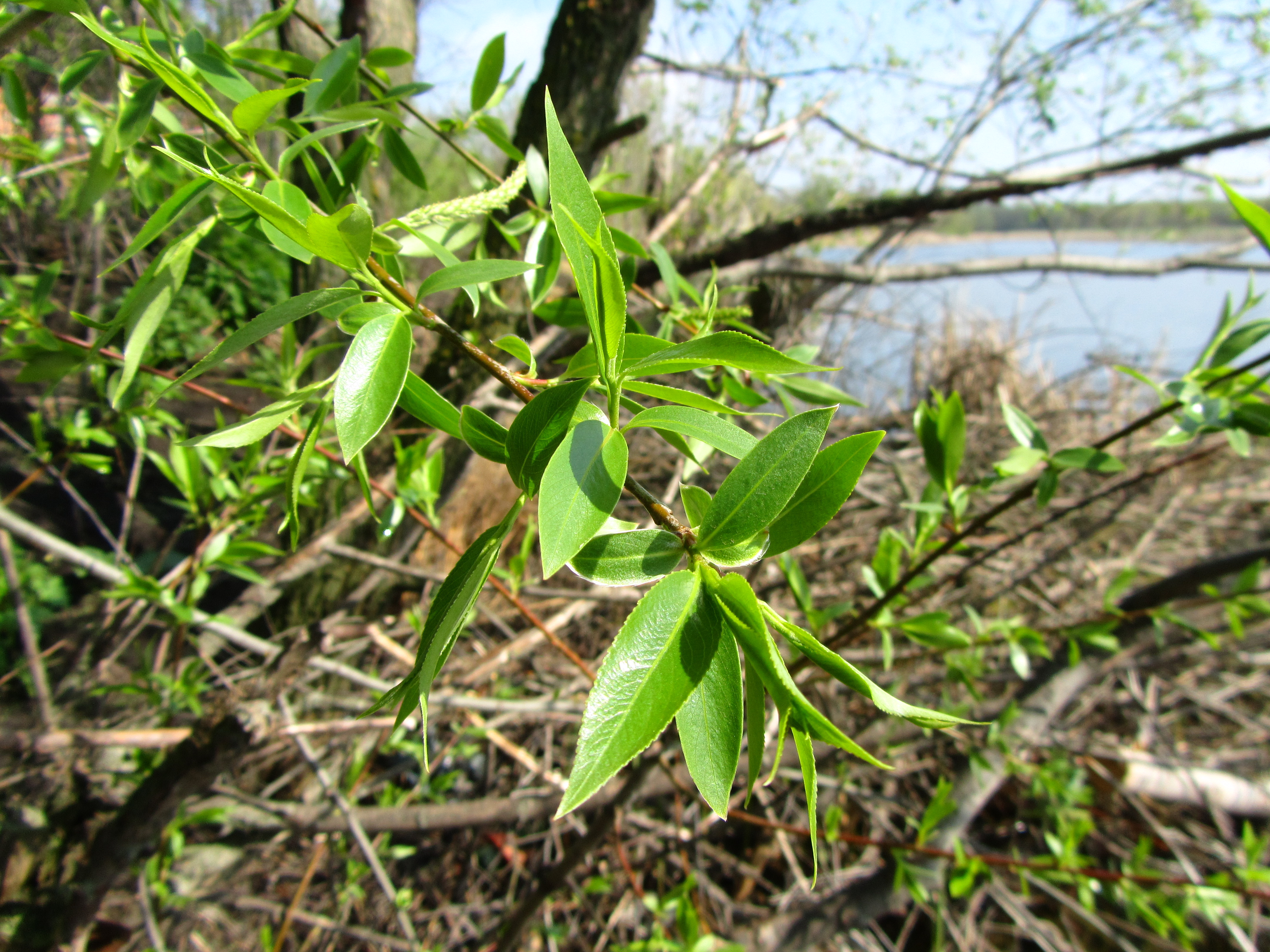 Descarga gratis la imagen Hoja, Tierra/naturaleza en el escritorio de tu PC