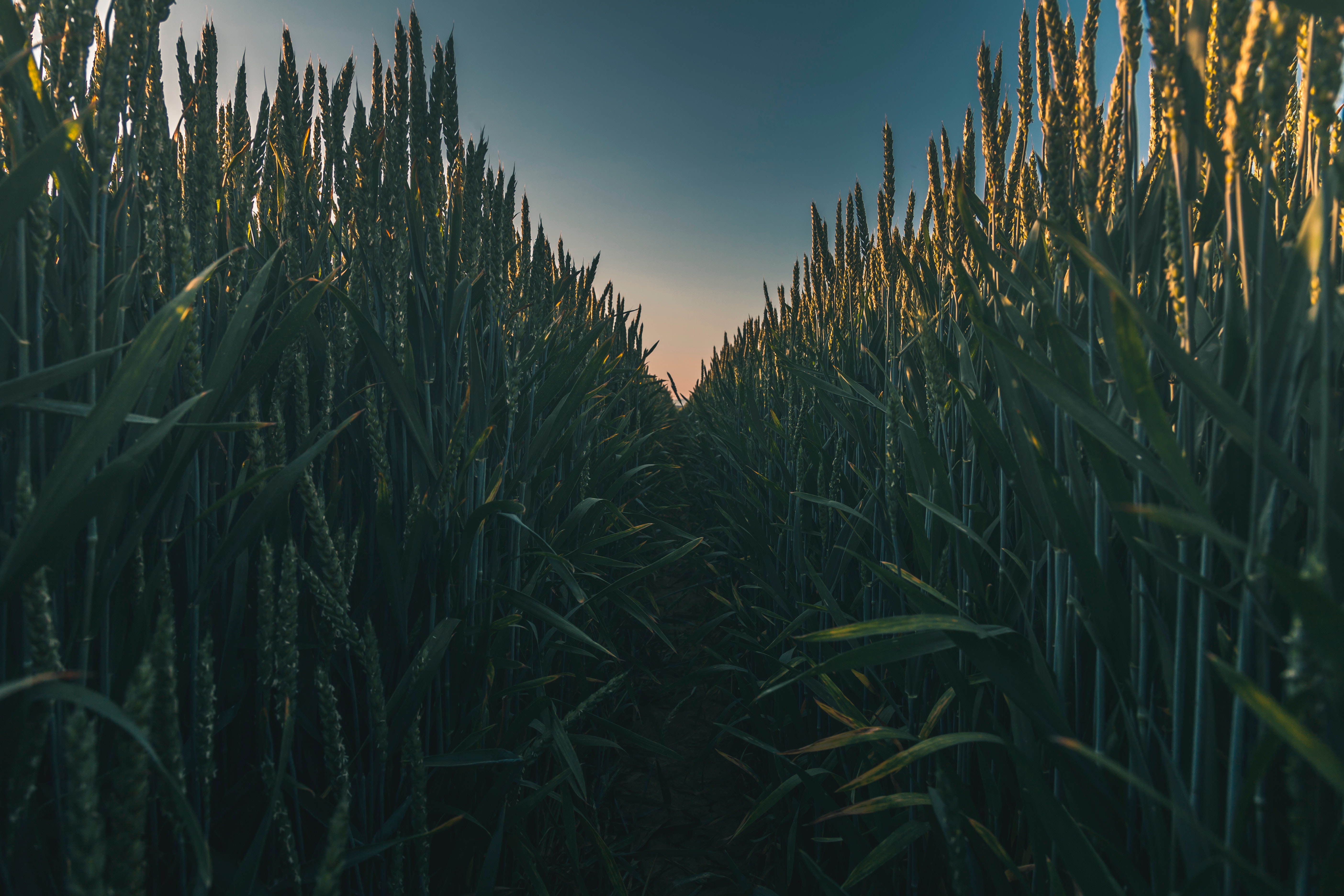 Descarga gratis la imagen Naturaleza, Verano, Trigo, Tierra/naturaleza en el escritorio de tu PC