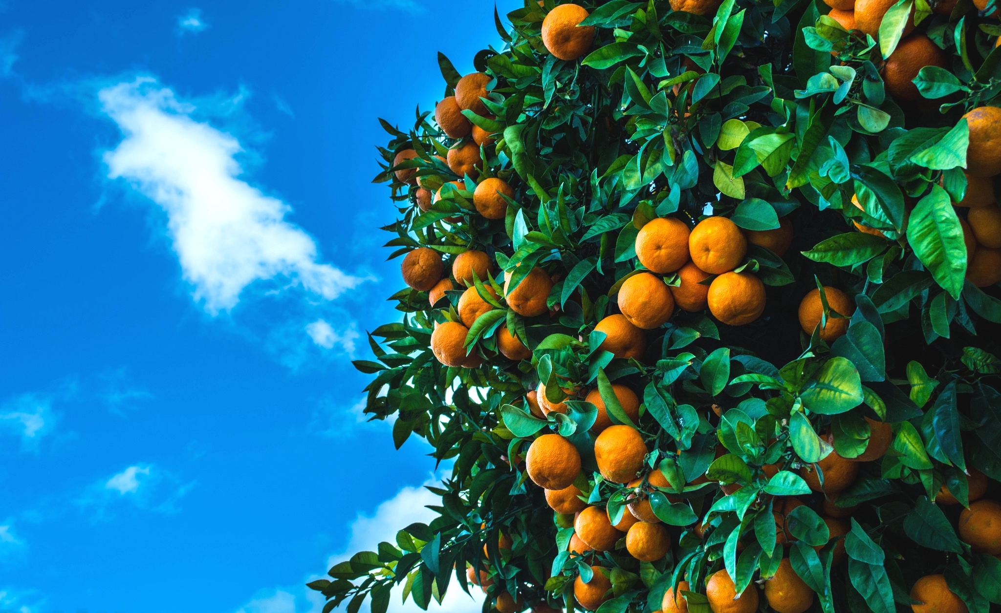 Download mobile wallpaper Fruits, Food, Fruit, Mandarin for free.
