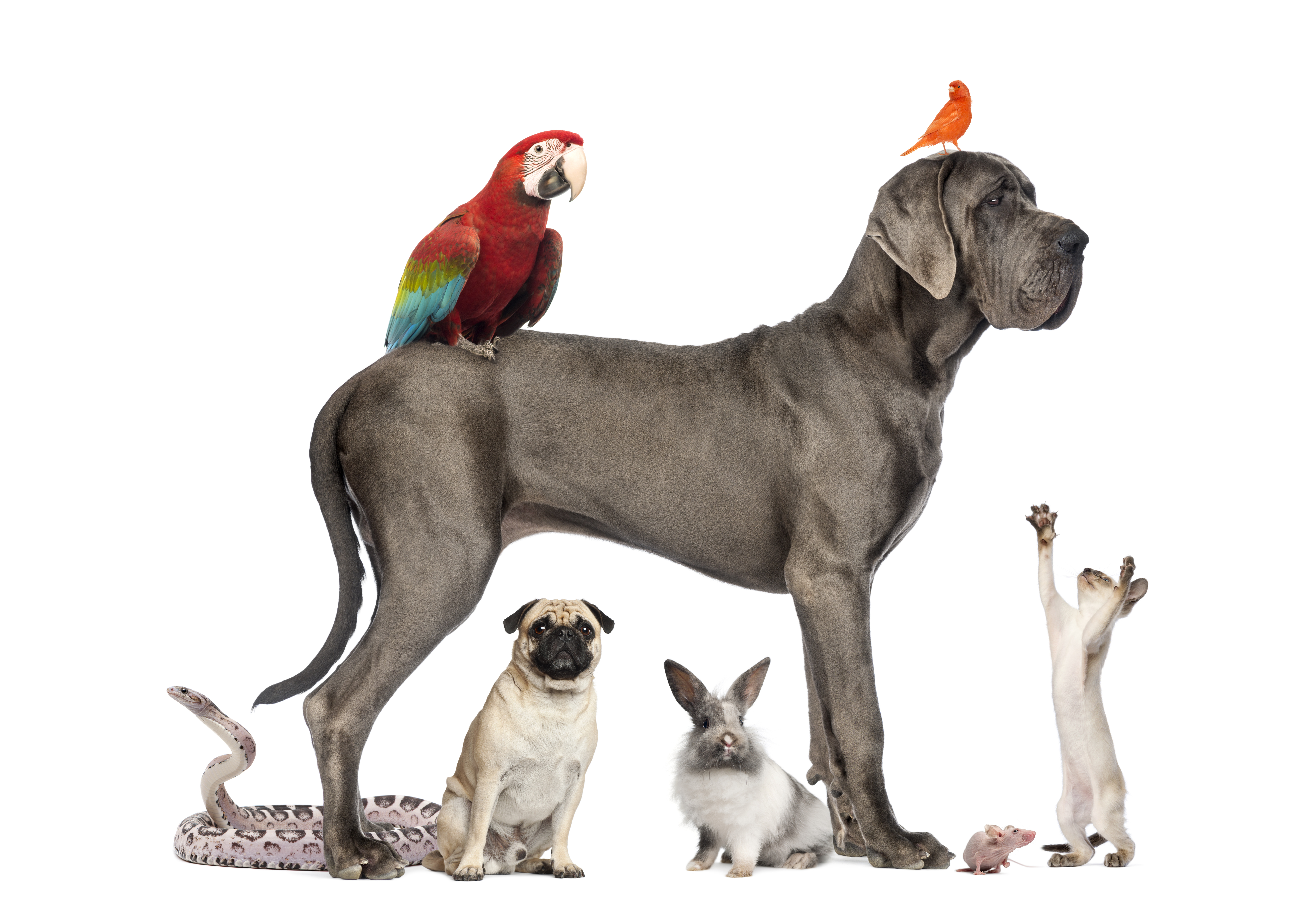 798165 завантажити шпалери тварина, домашні тварини, птах, кішка, пес, німецький дог, ара, кролик, змія - заставки і картинки безкоштовно