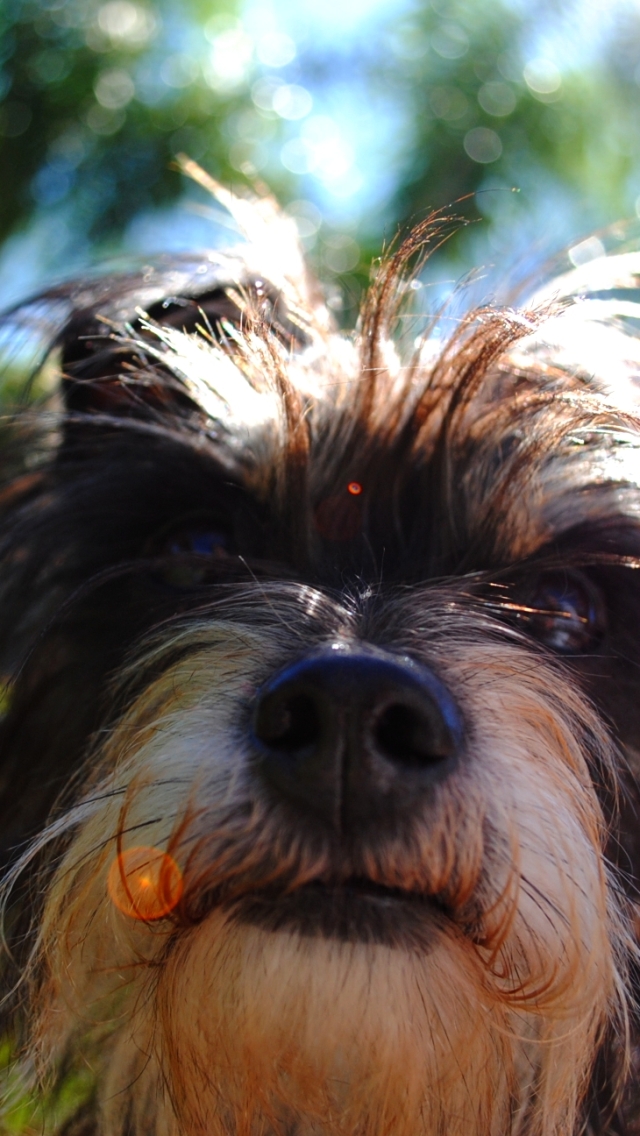 Téléchargez des papiers peints mobile Animaux, Chiens, Chien gratuitement.