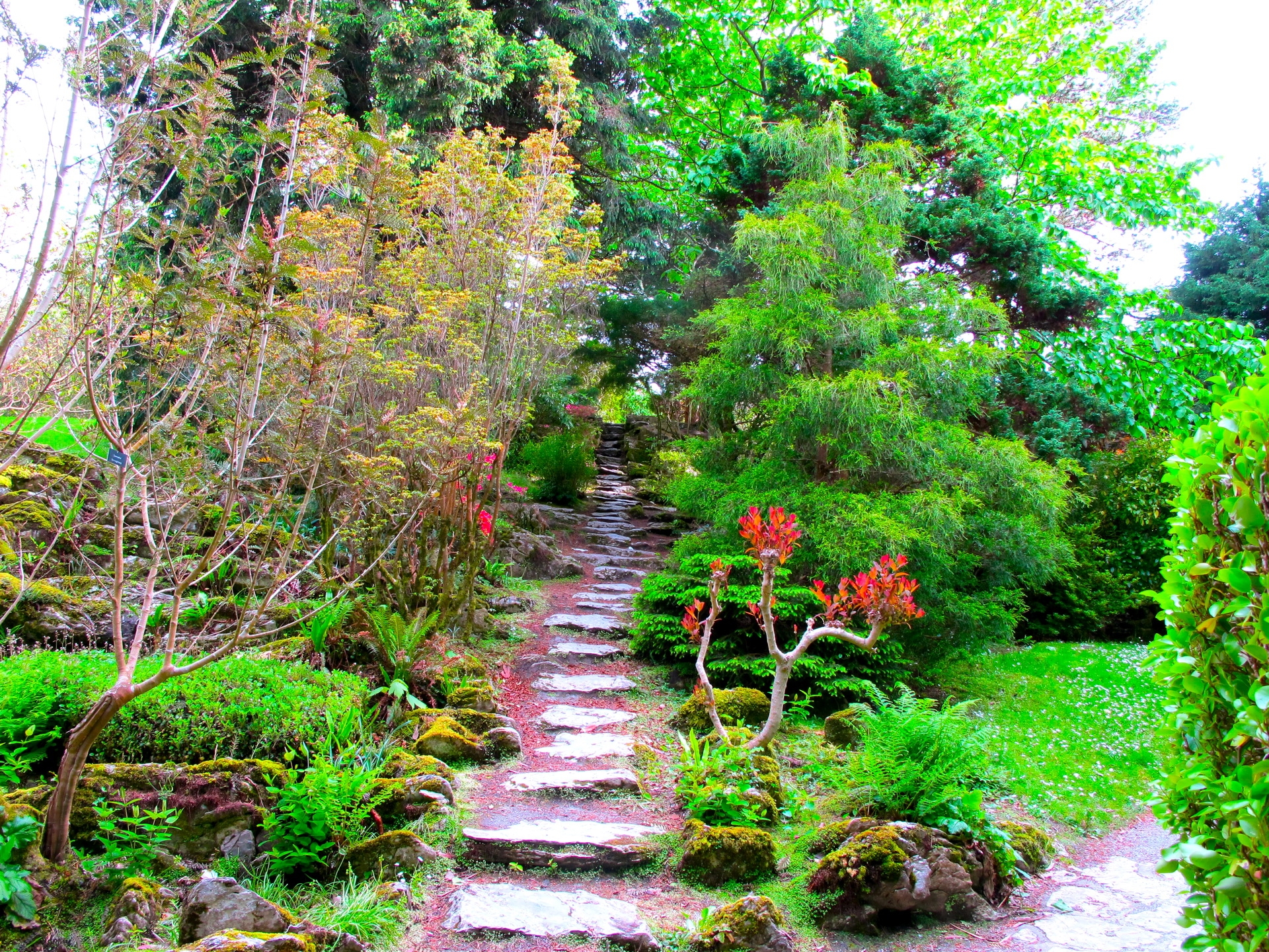 garden, steps, green, nature, trees, branches, vegetation, branch, brightly, track