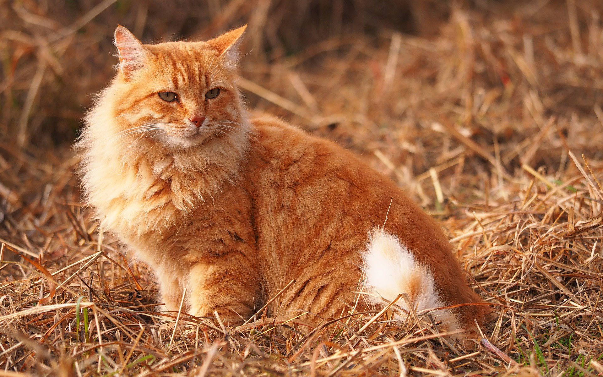 Laden Sie das Tiere, Katzen, Katze-Bild kostenlos auf Ihren PC-Desktop herunter