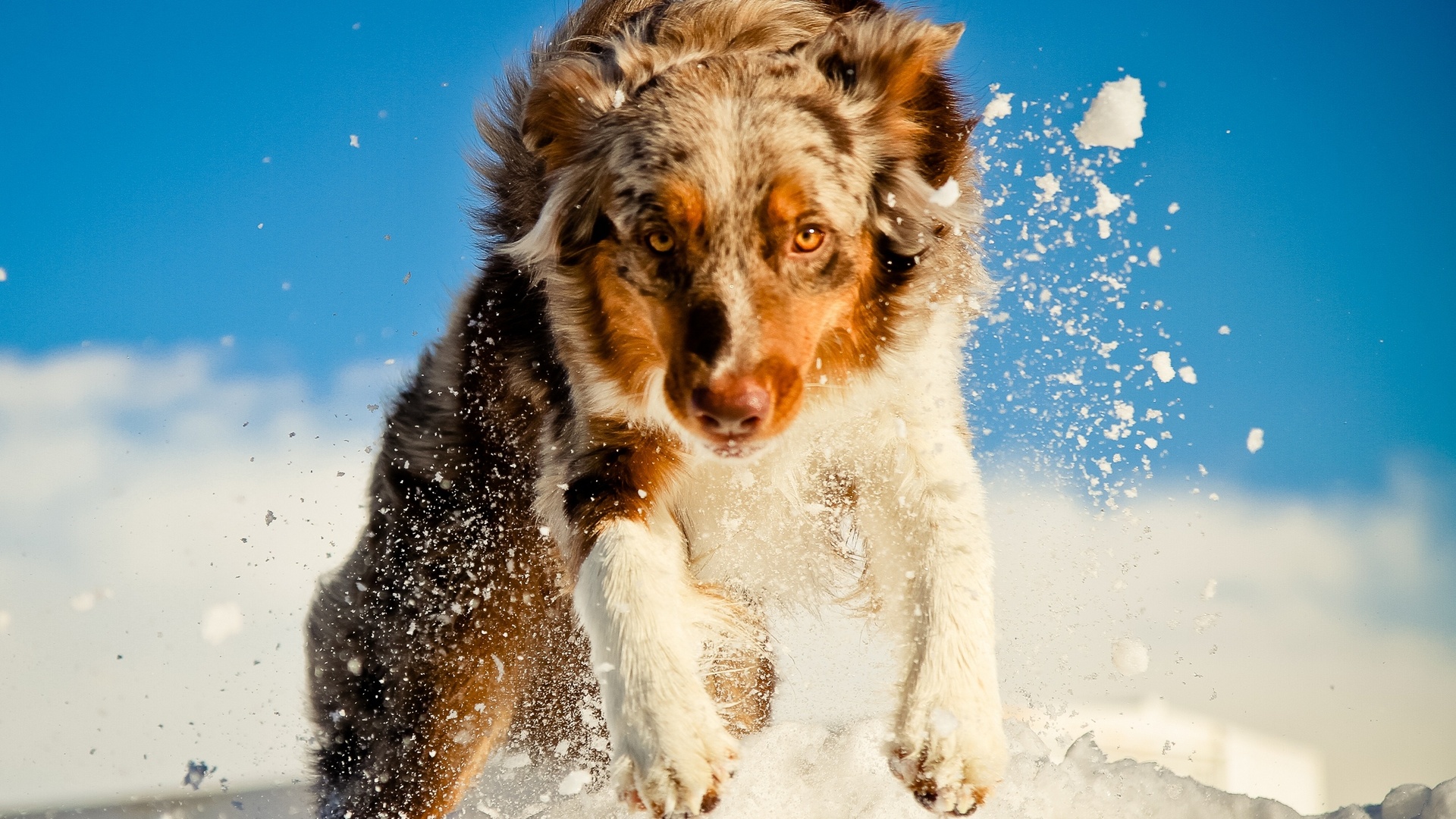 Download mobile wallpaper Dog, Animal, Australian Shepherd for free.