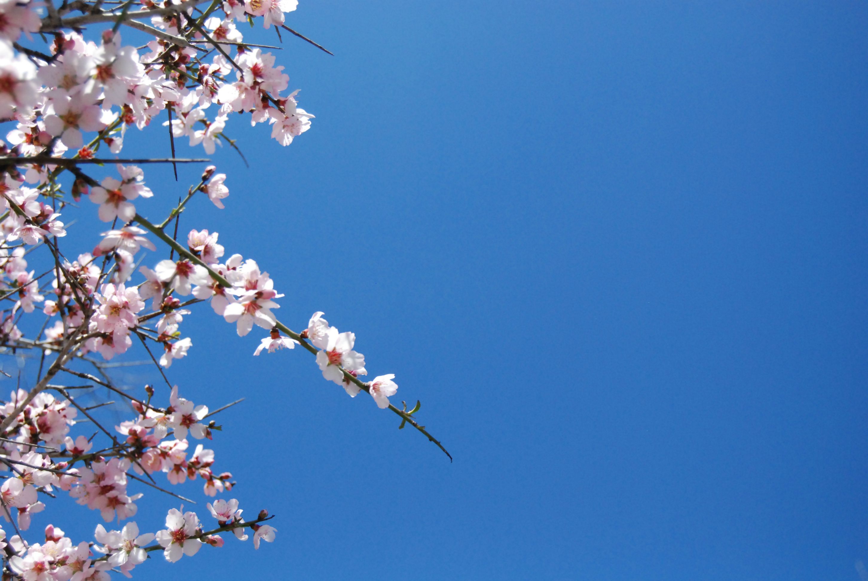 Laden Sie das Blumen, Blüte, Erde/natur-Bild kostenlos auf Ihren PC-Desktop herunter