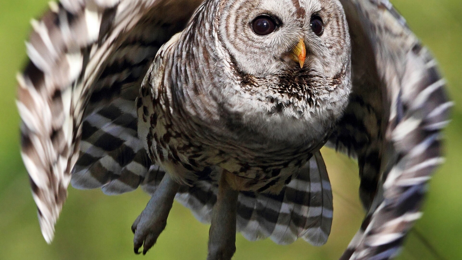 animal, barred owl