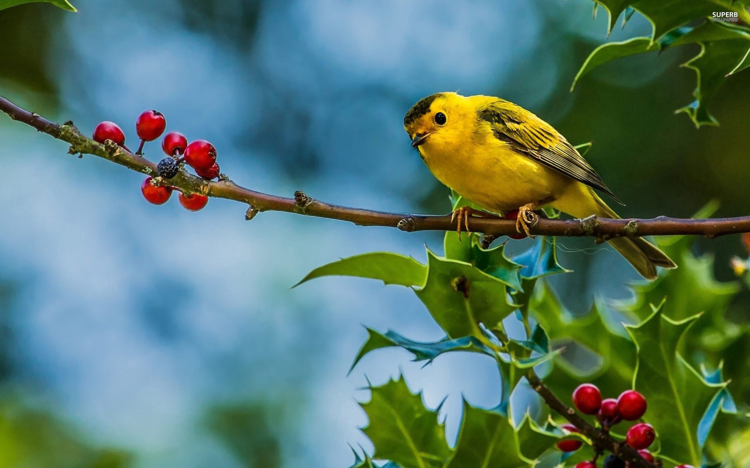 Download mobile wallpaper Animals, Branch, Berries, Bird for free.