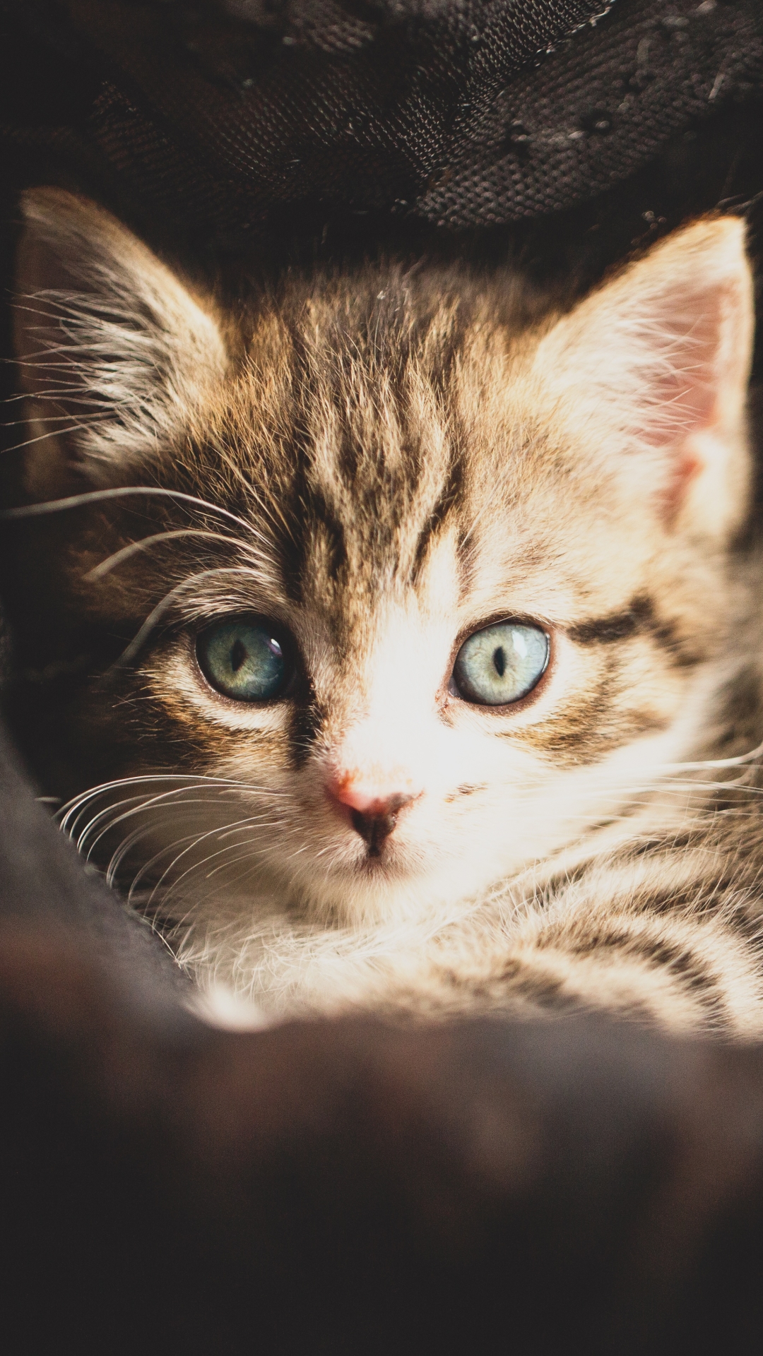 Download mobile wallpaper Cats, Cat, Kitten, Animal, Baby Animal, Stare for free.