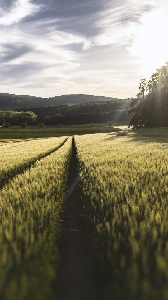 Handy-Wallpaper Landschaft, Natur, Feld, Sonnenstrahl, Erde/natur, Sonnenbohne kostenlos herunterladen.