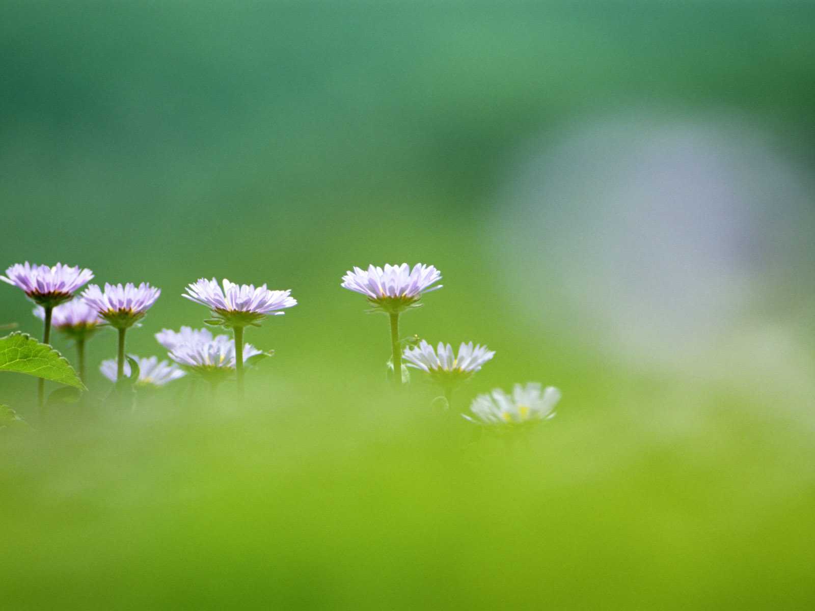 PCデスクトップにフラワーズ, 花, 地球画像を無料でダウンロード