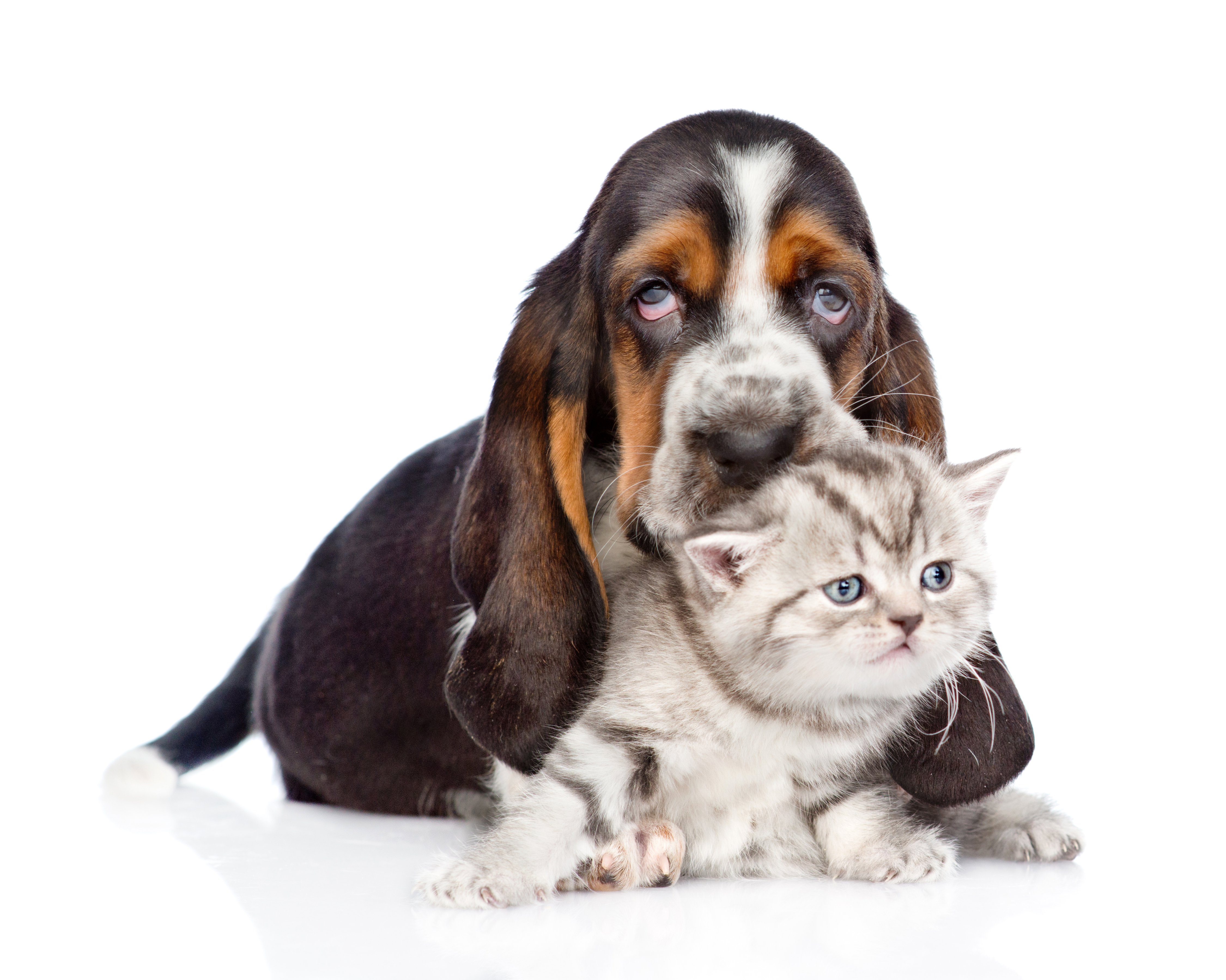 animal, cat & dog, basset hound, dog, kitten