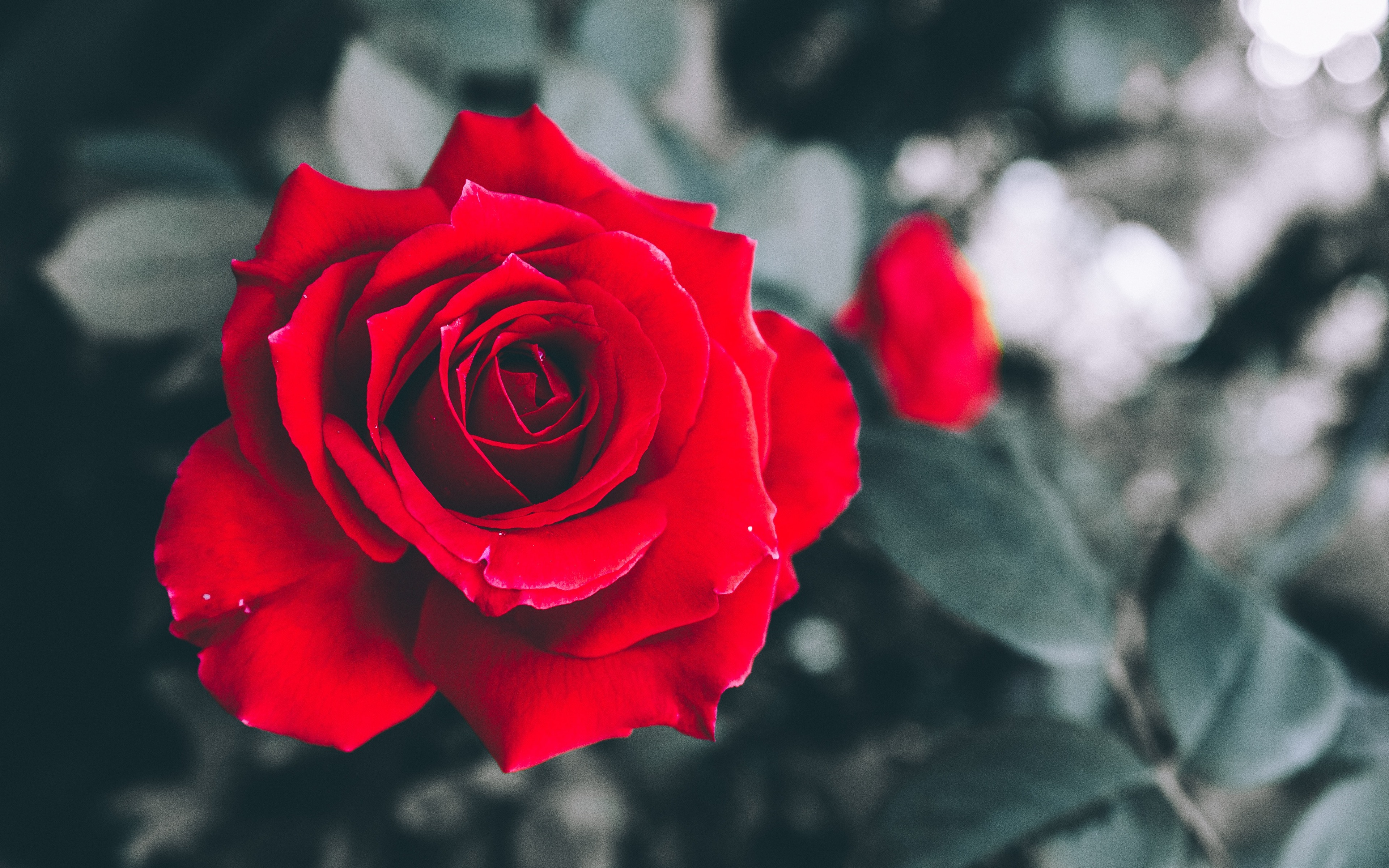 Download mobile wallpaper Flowers, Rose, Bud, Blur, Earth, Red Rose, Red Flower for free.