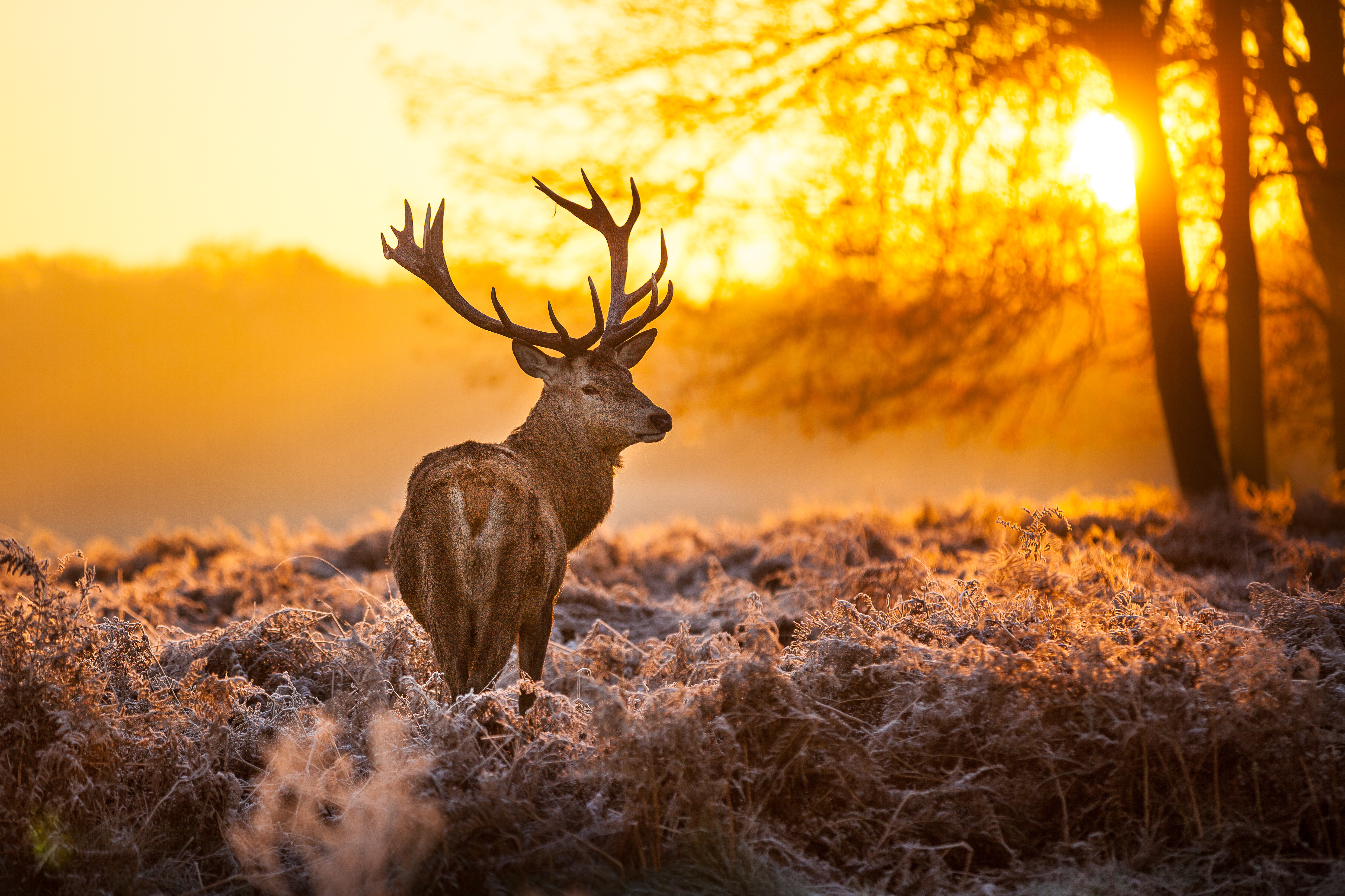 buck, deer, animal, sunset HD wallpaper