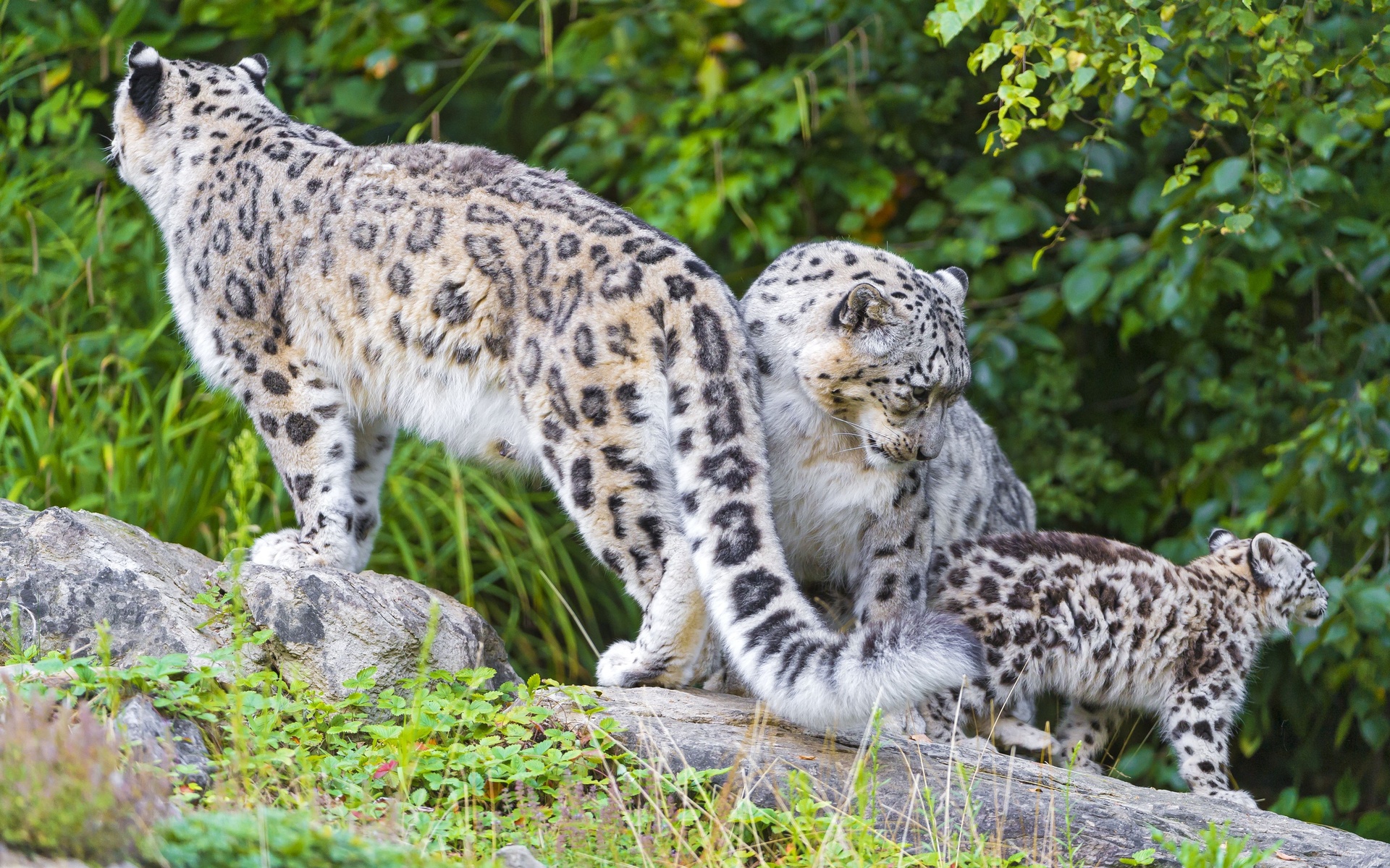 Download mobile wallpaper Snow Leopard, Animal, Baby Animal for free.
