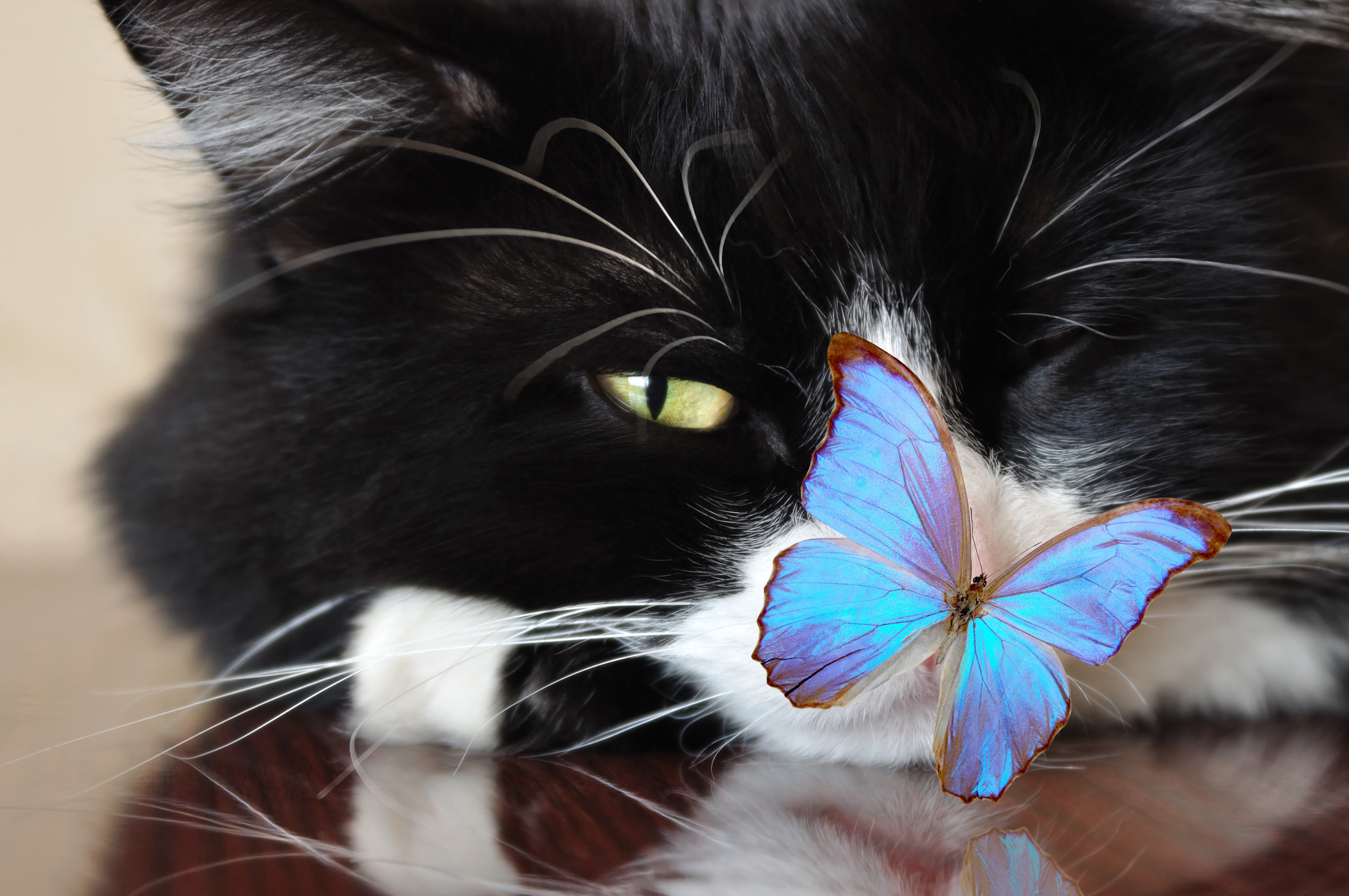 Baixe gratuitamente a imagem Animais, Gatos, Gato na área de trabalho do seu PC