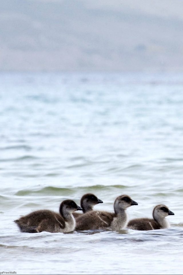 Handy-Wallpaper Tiere, Vögel, Gans, Falkland Inseln kostenlos herunterladen.