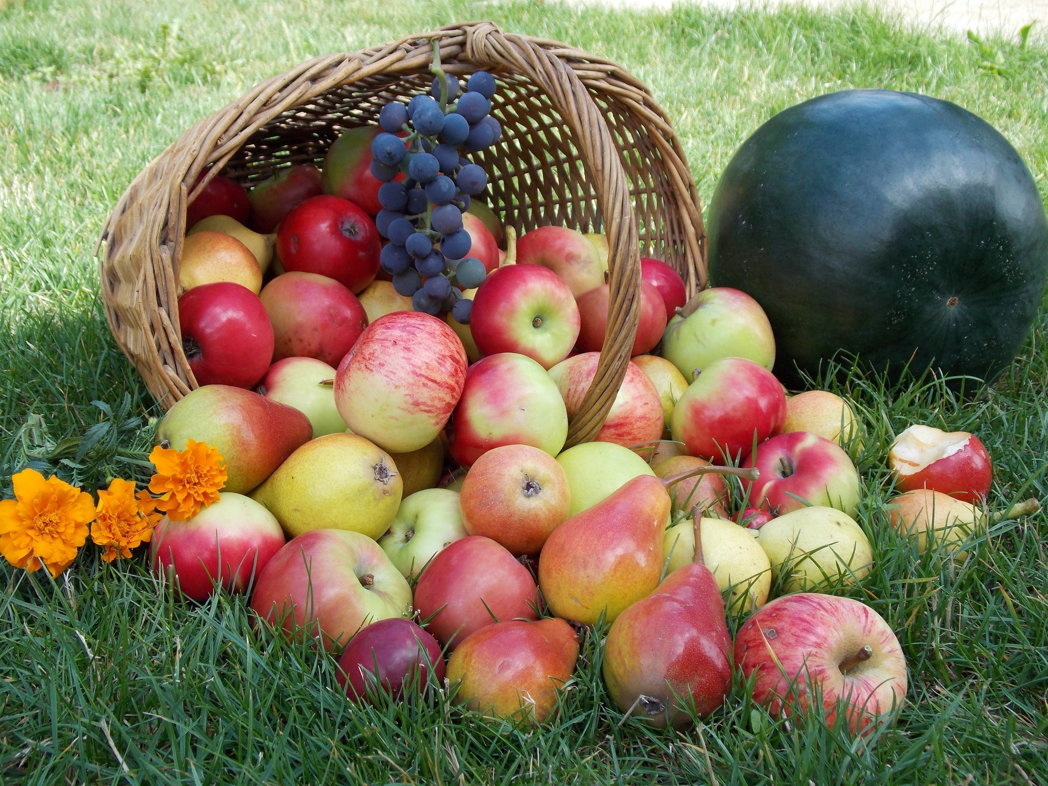 apples, basket, food, grass HD wallpaper
