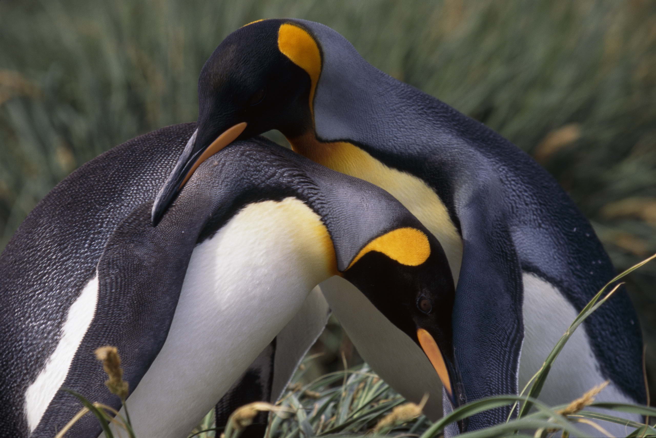 Free download wallpaper Birds, Animal, Penguin on your PC desktop