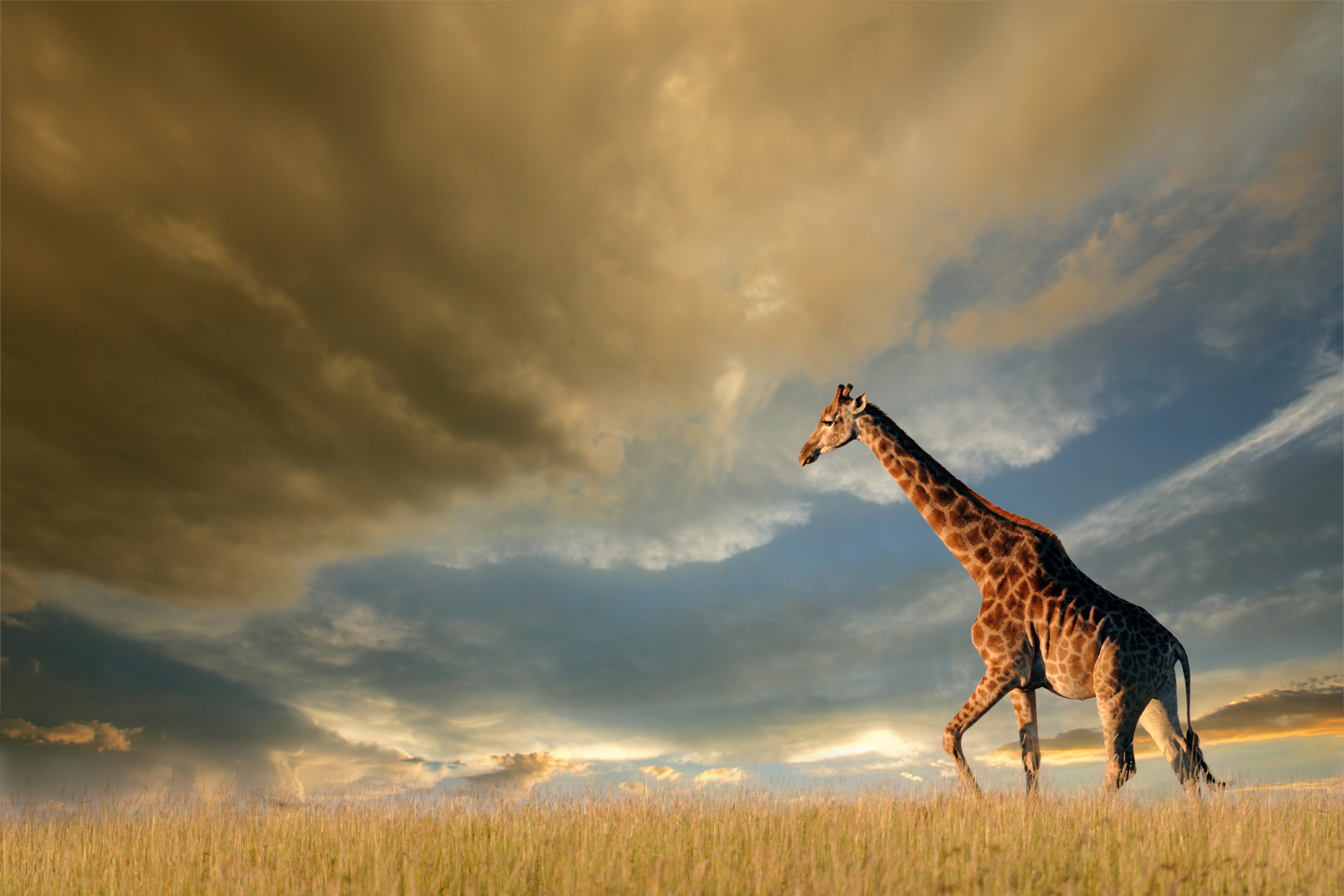 Laden Sie das Tiere, Wolke, Giraffe-Bild kostenlos auf Ihren PC-Desktop herunter