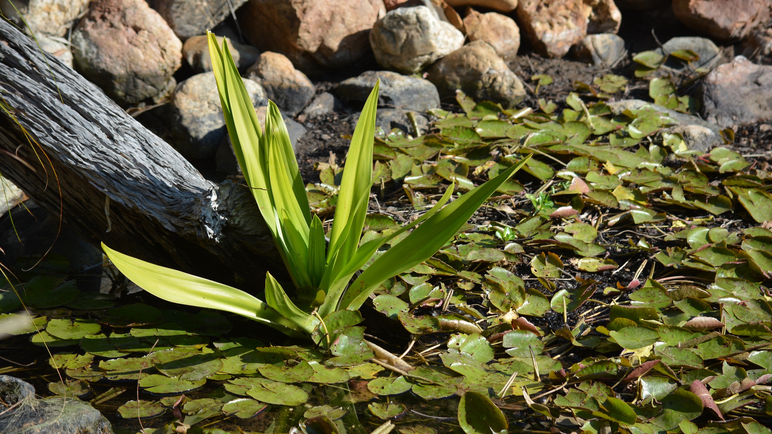 Laden Sie das Natur, Teich, Erde/natur, Planze-Bild kostenlos auf Ihren PC-Desktop herunter