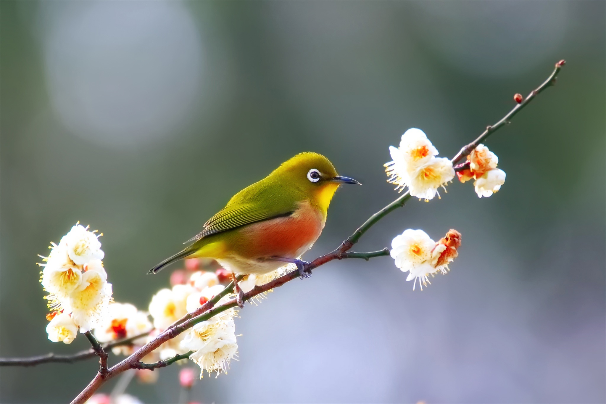Baixe gratuitamente a imagem Animais, Aves, Flor, Pássaro, Fechar Se, Primavera, Flor Branca na área de trabalho do seu PC