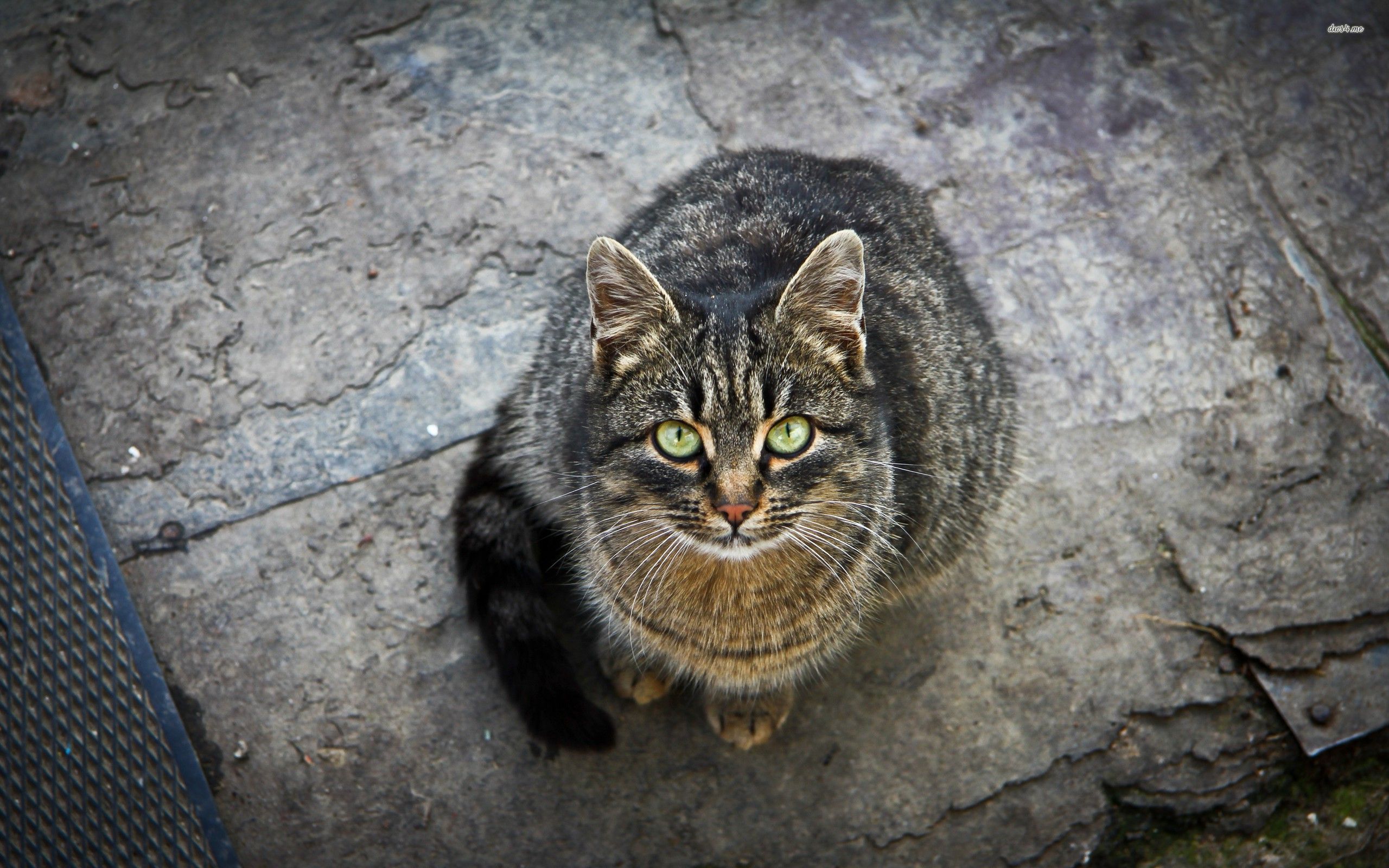 Handy-Wallpaper Tiere, Katzen, Katze kostenlos herunterladen.