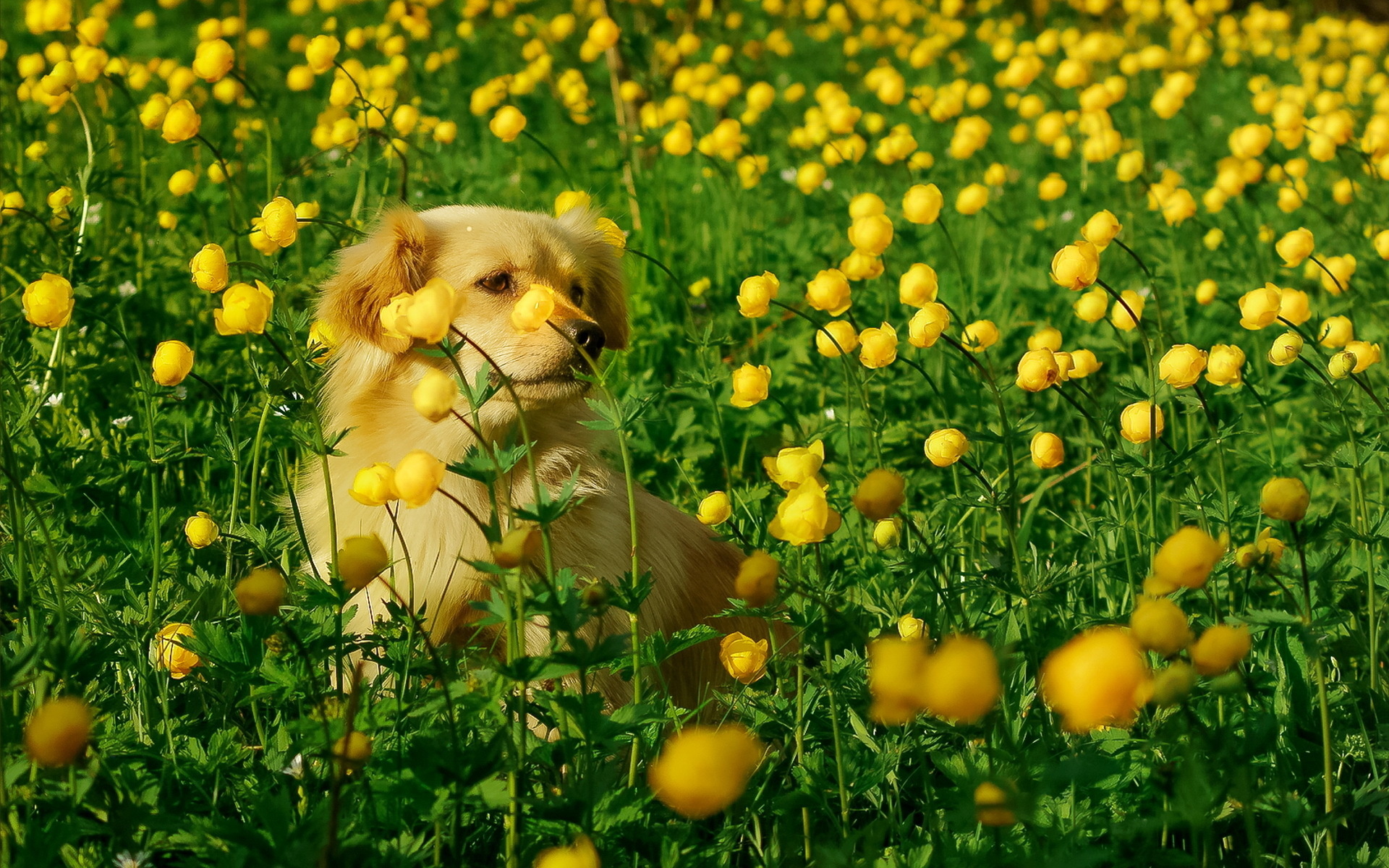 Download mobile wallpaper Dogs, Dog, Field, Animal, Peony, Yellow Flower for free.