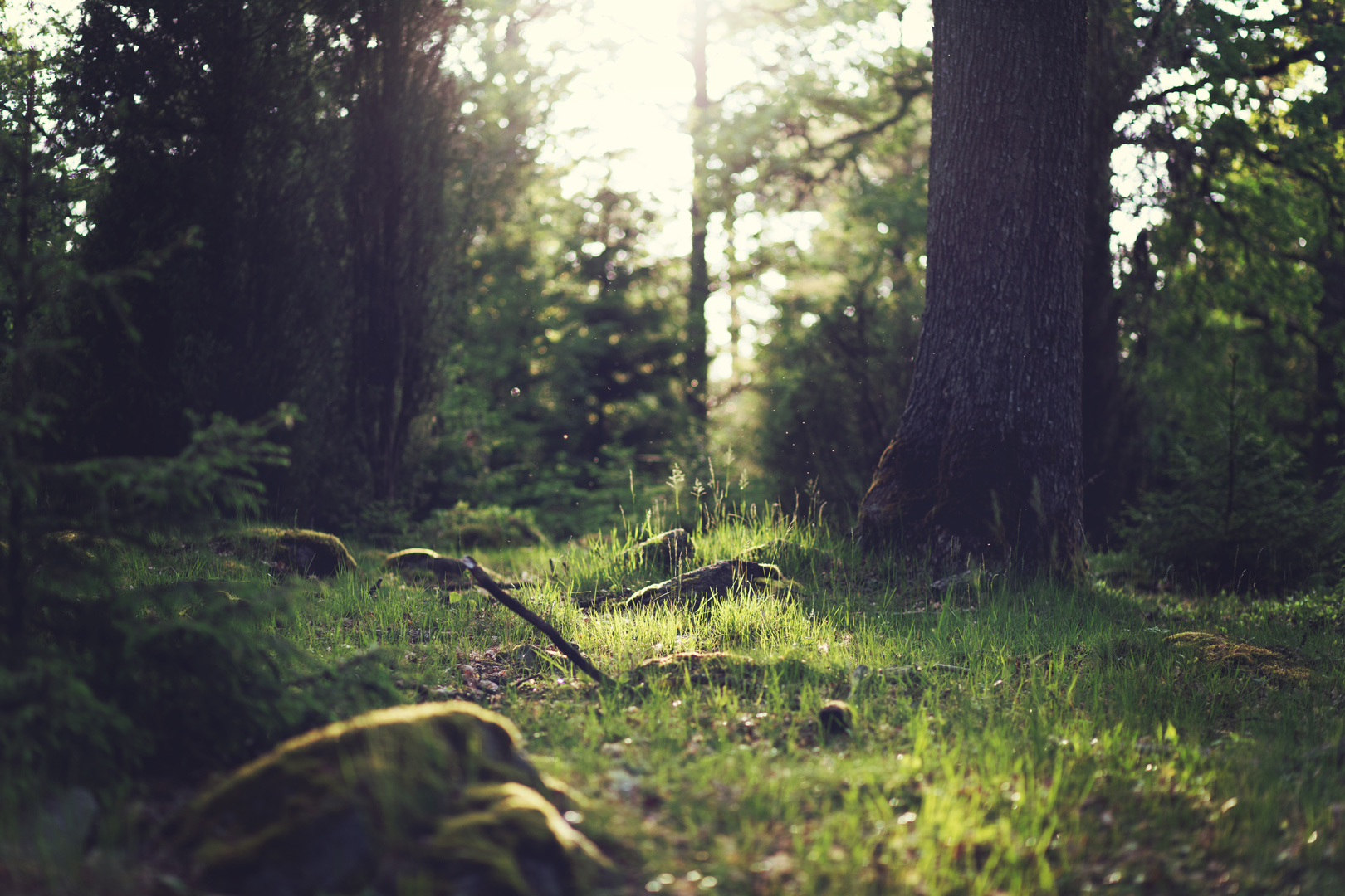 Baixar papel de parede para celular de Floresta, Terra/natureza gratuito.